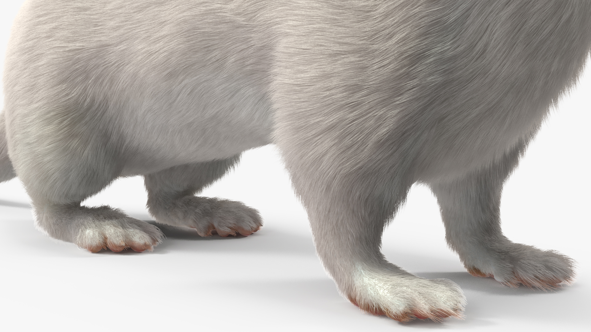 Ermine Winter Coat Fur 3D
