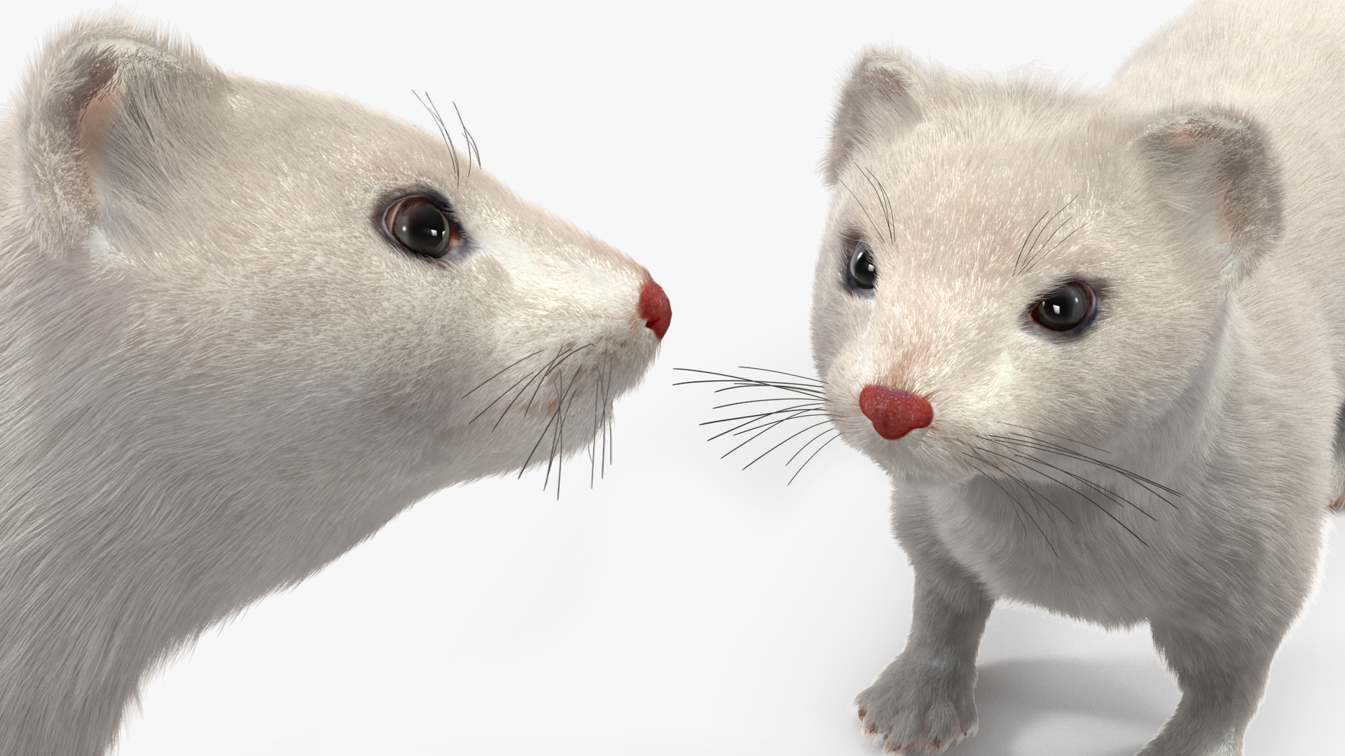 Ermine Winter Coat Fur 3D