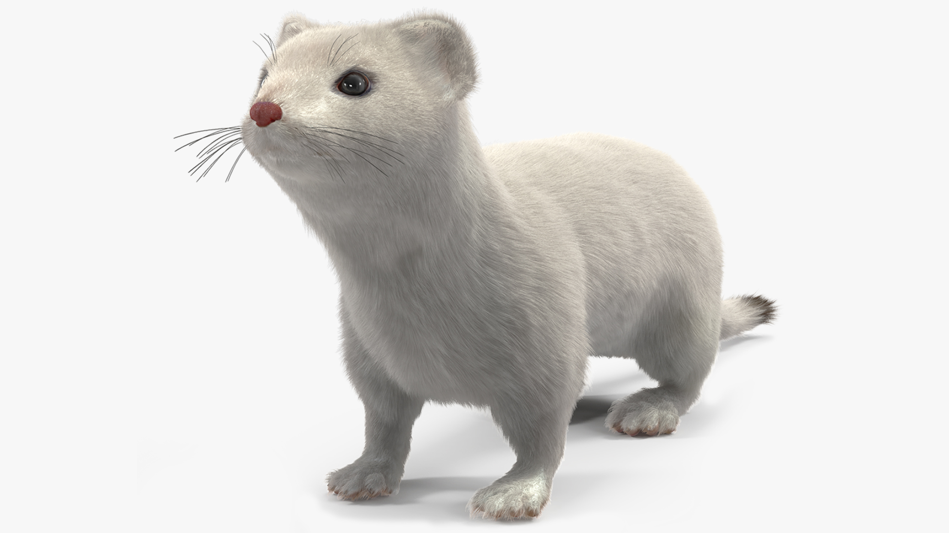 Ermine Winter Coat Fur 3D