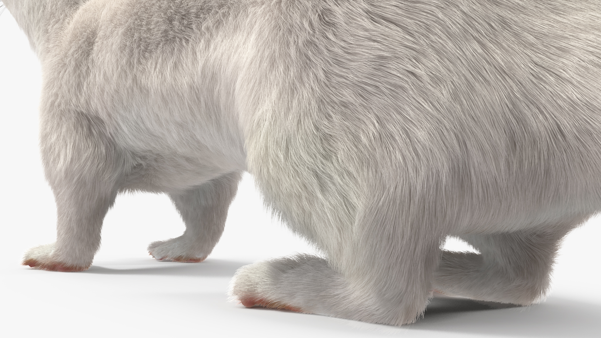 Ermine Winter Coat Fur 3D