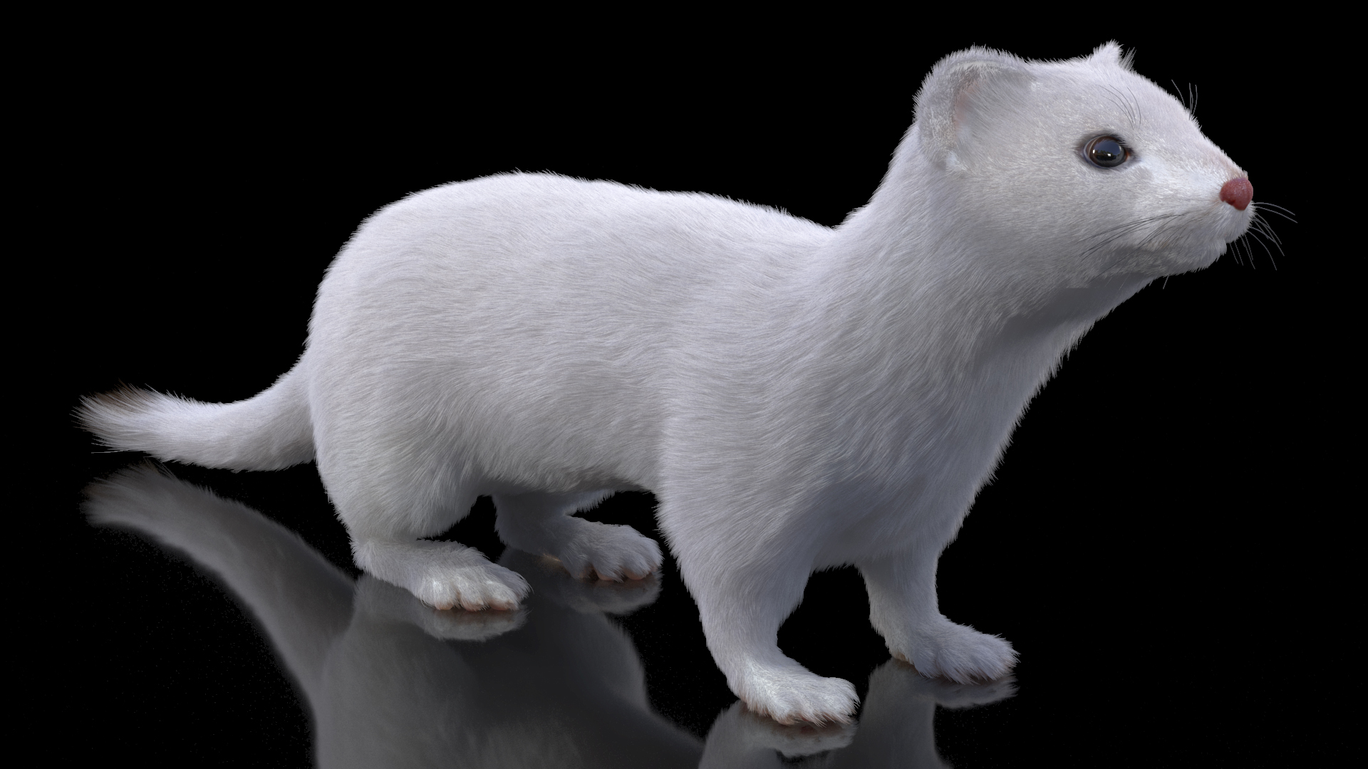 Ermine Winter Coat Fur 3D