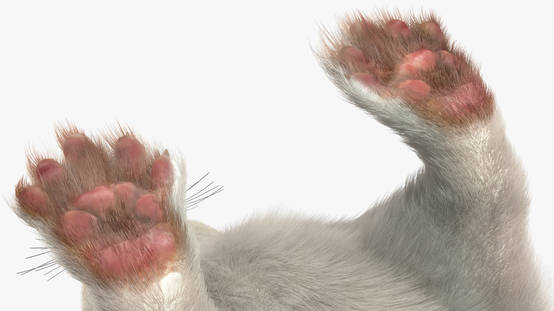 Ermine Winter Coat Fur 3D