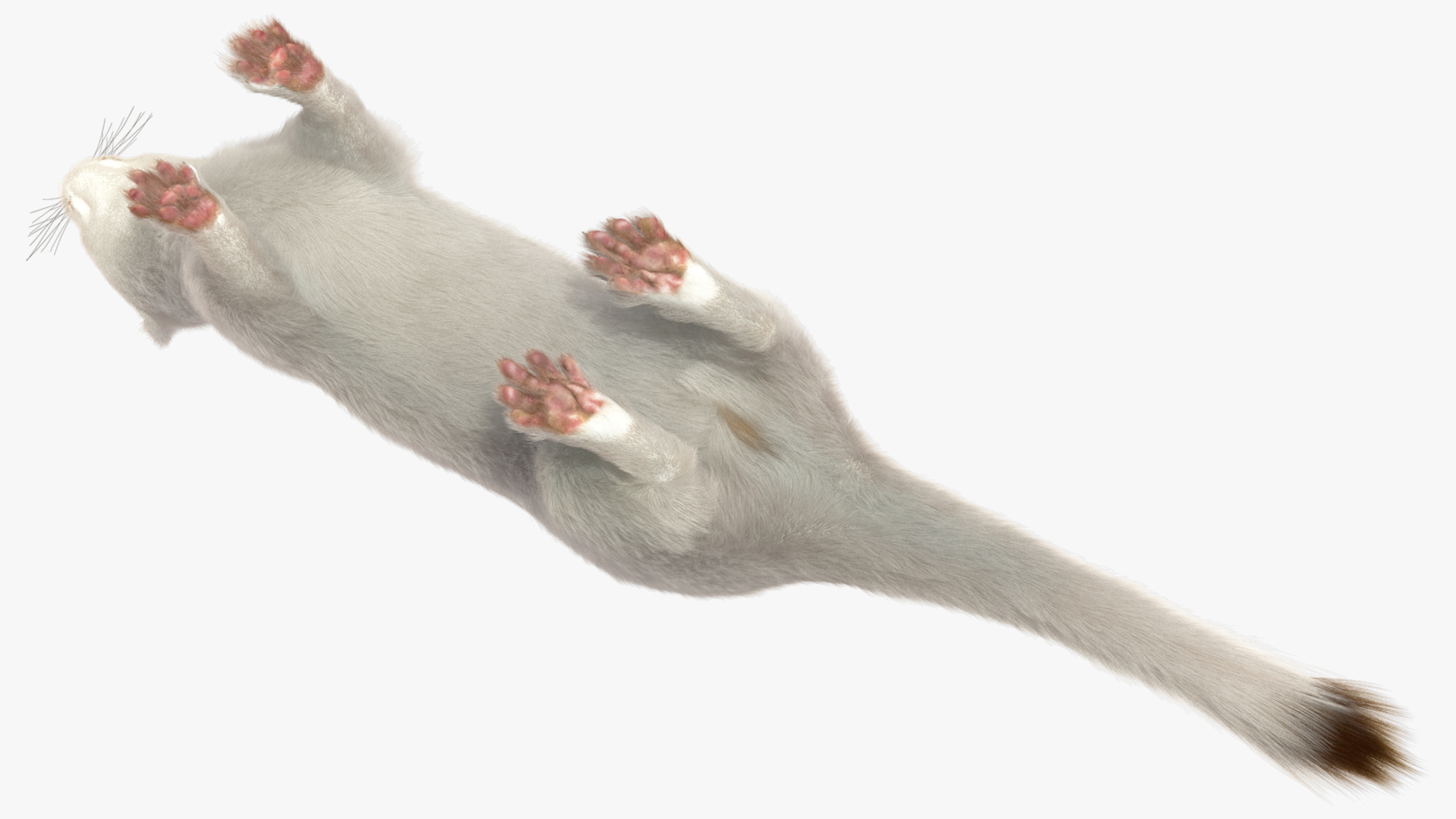 Ermine Winter Coat Fur 3D