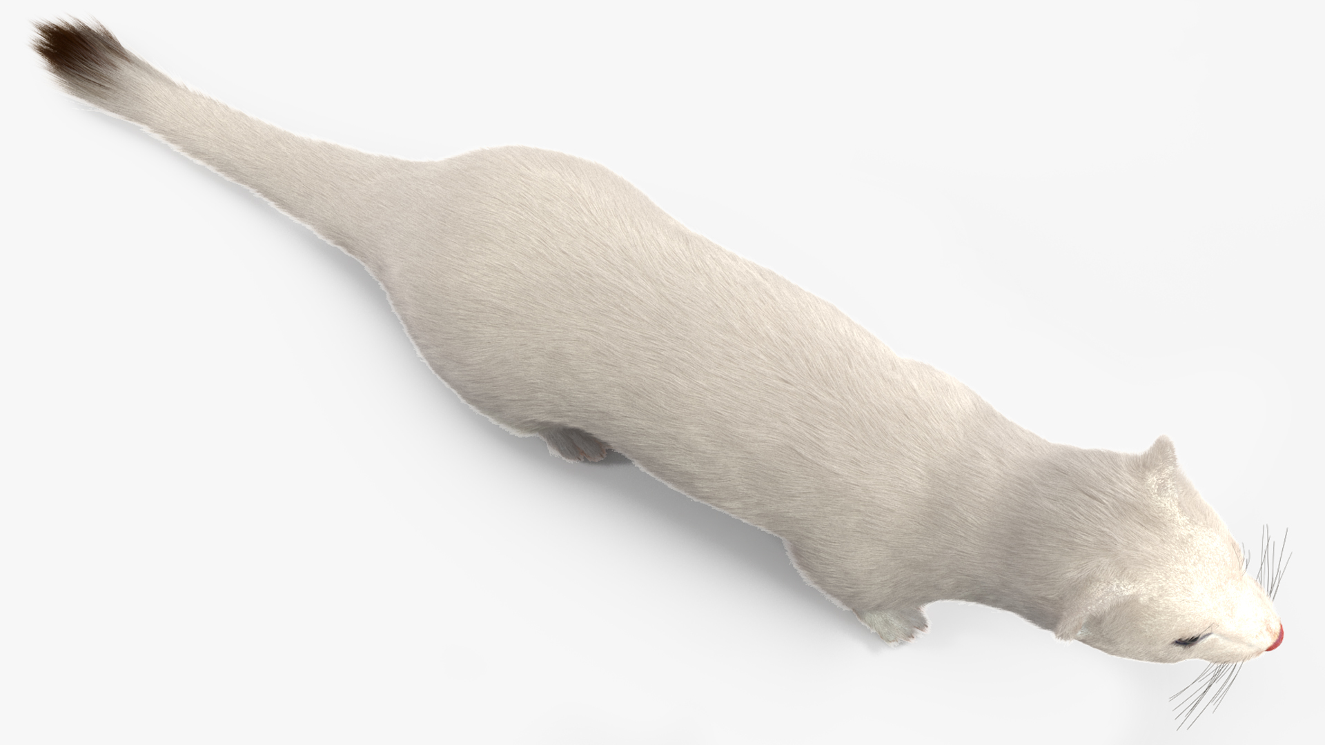 Ermine Winter Coat Fur 3D