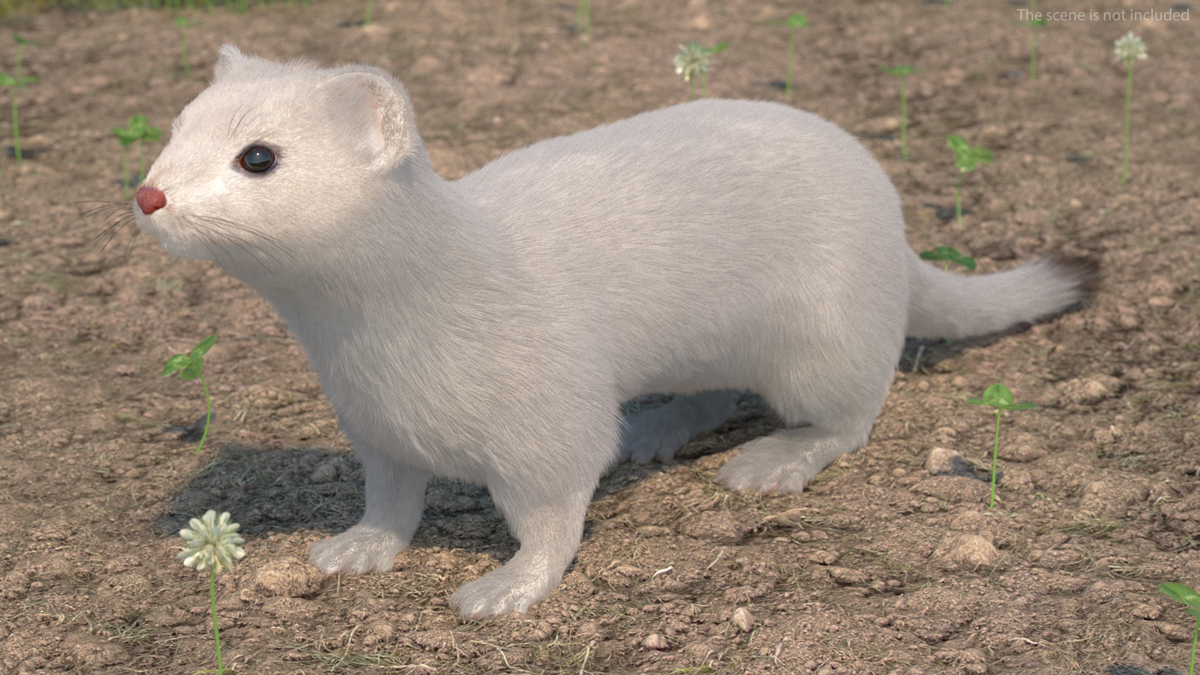 Ermine Winter Coat Fur 3D