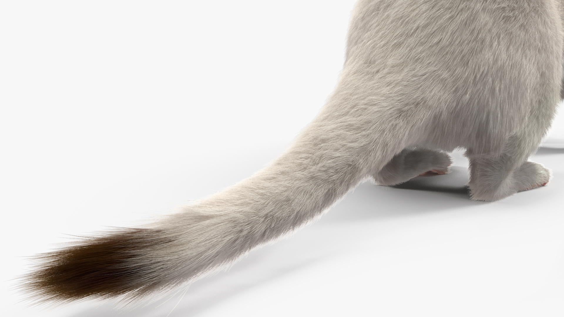 Ermine Winter Coat Fur 3D