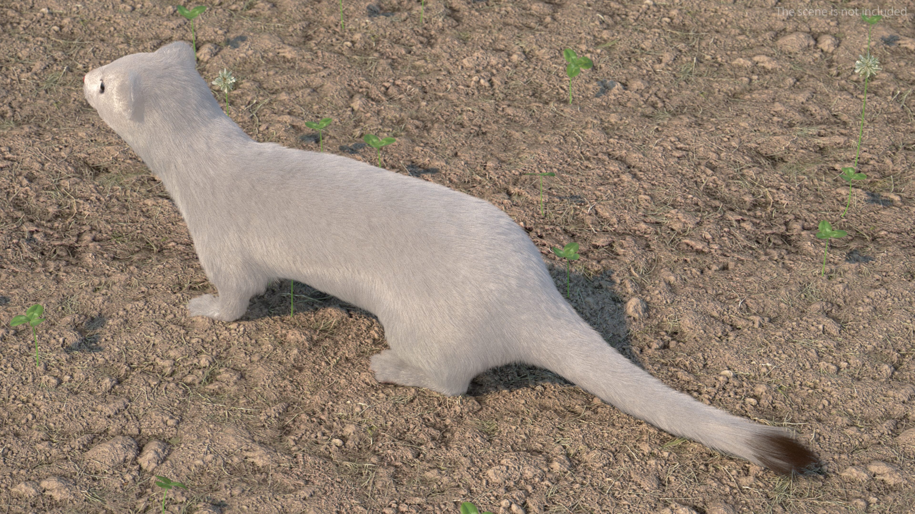 Ermine Winter Coat Fur 3D