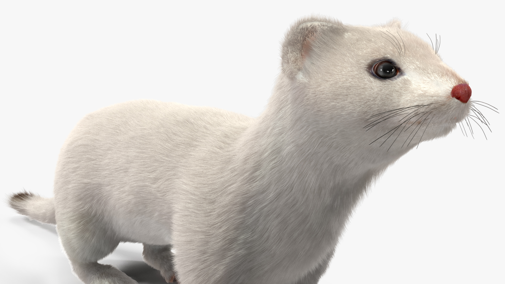 Ermine Winter Coat Fur 3D