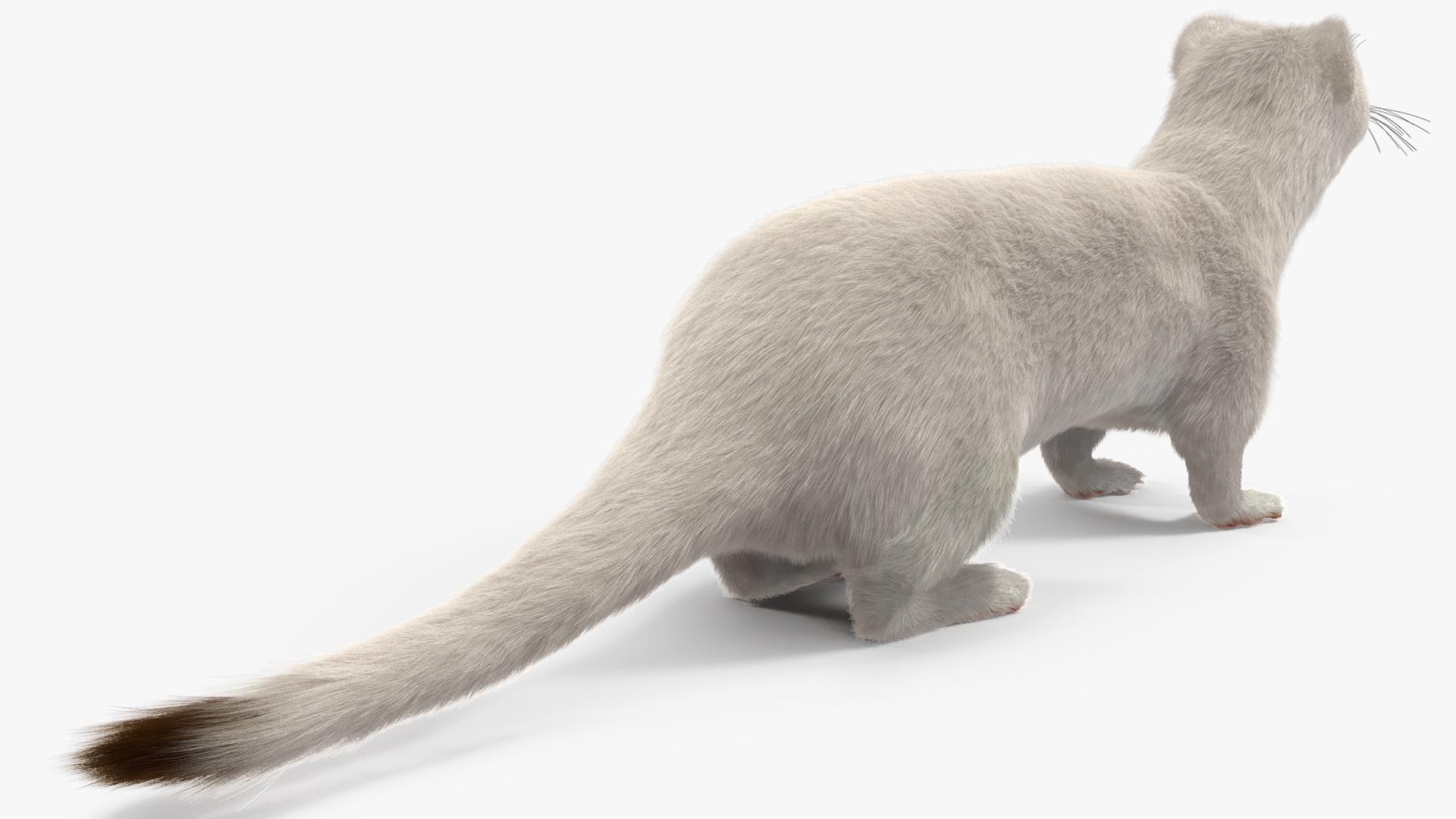 Ermine Winter Coat Fur 3D