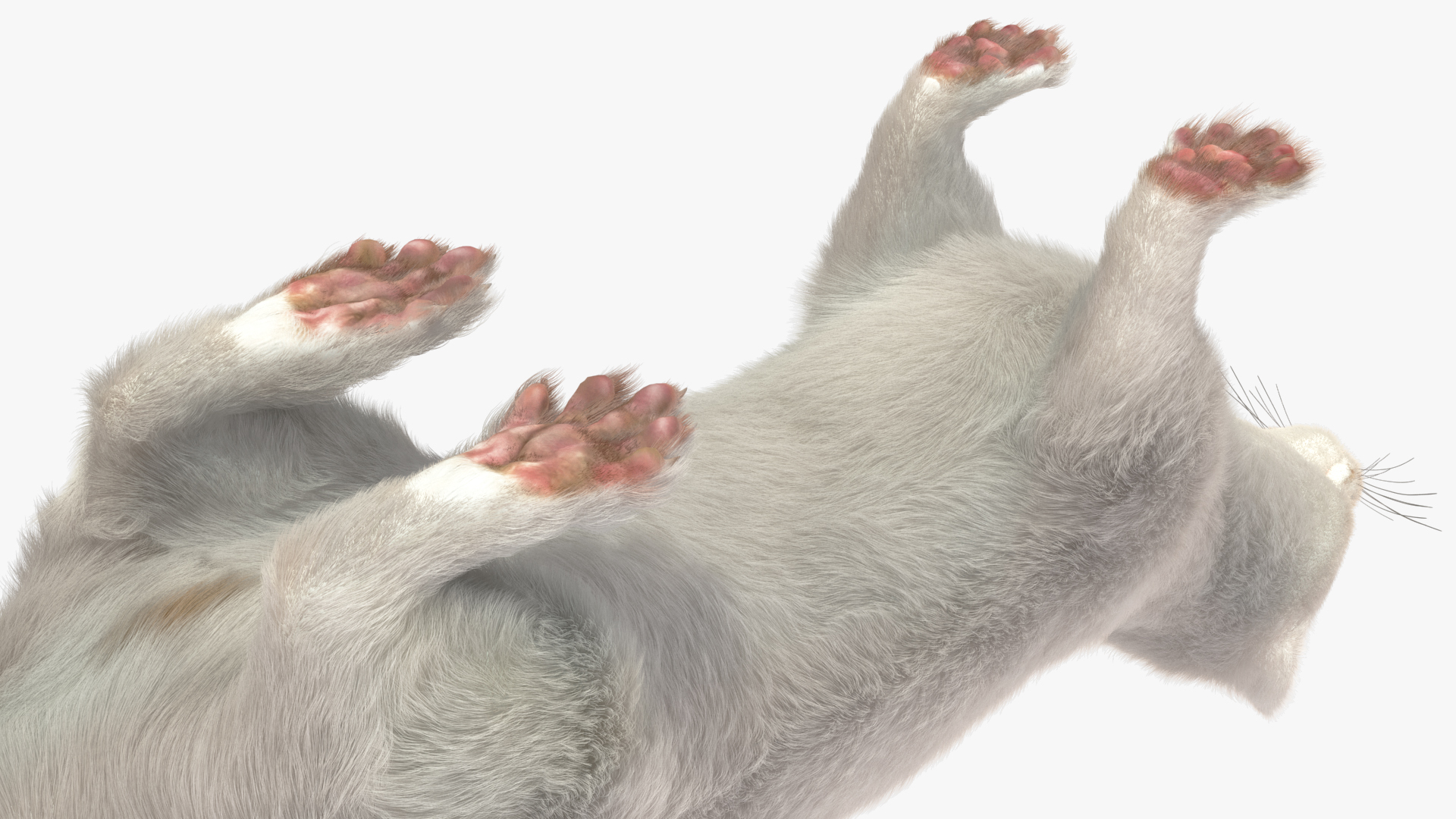 Ermine Winter Coat Fur 3D