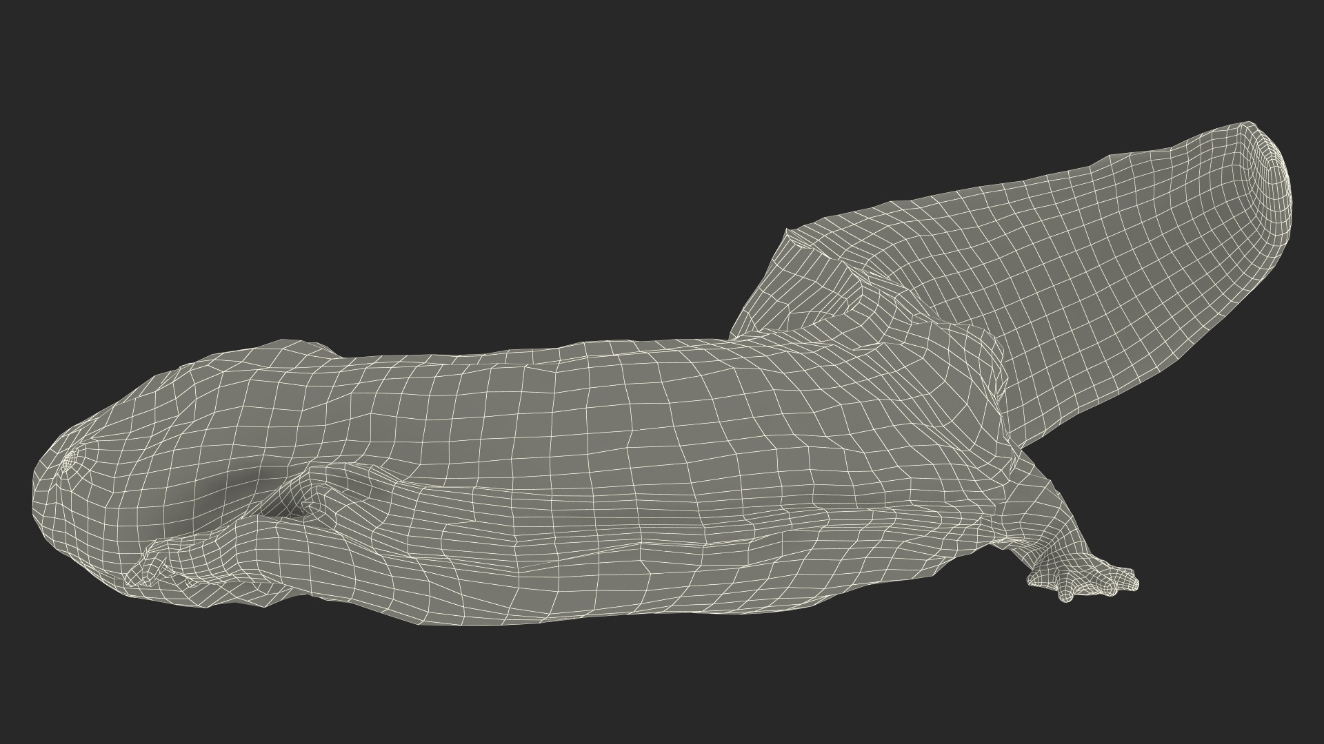 Andrias Davidianus Light Wet Lying 3D model