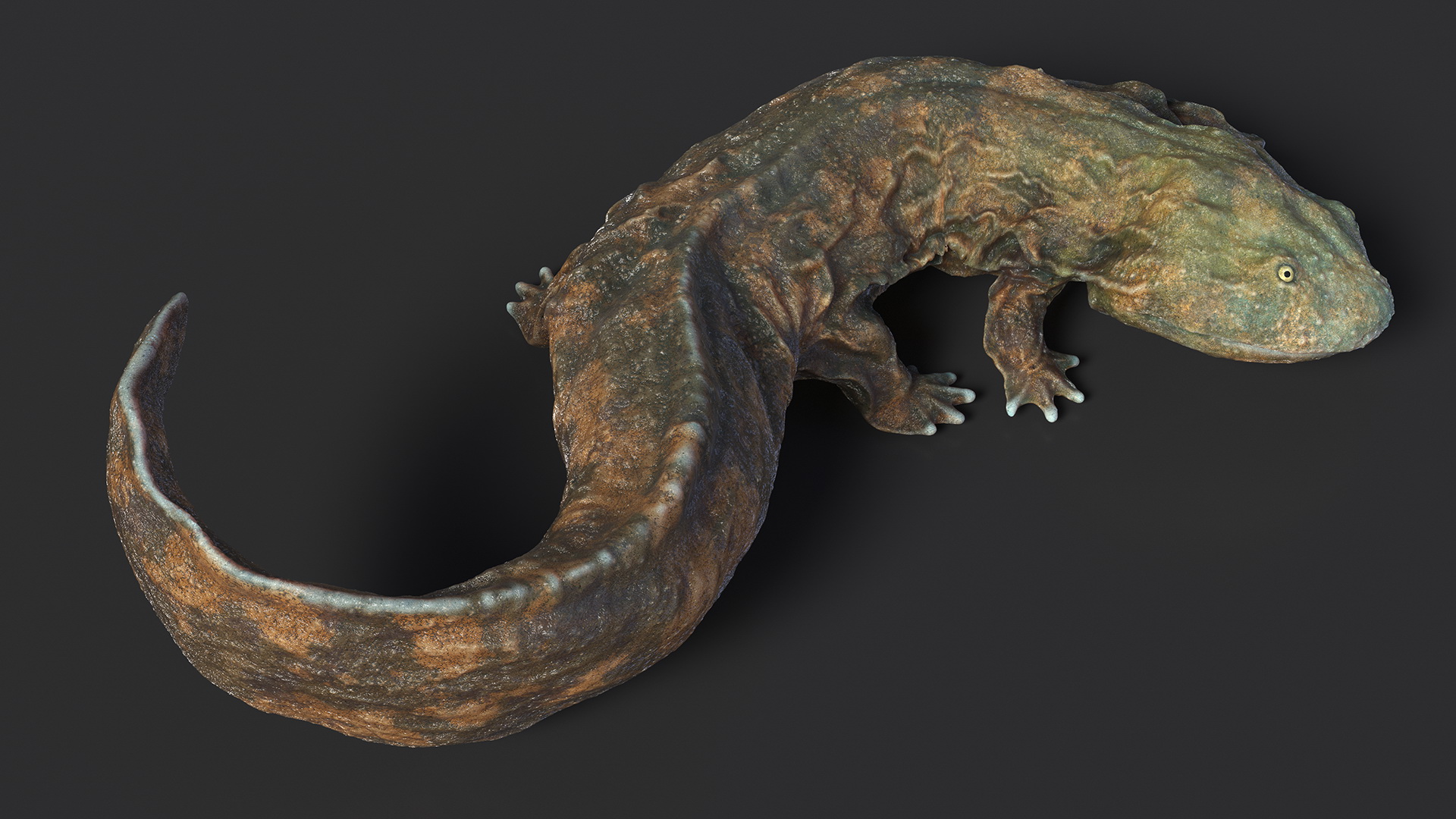 Andrias Davidianus Light Wet Lying 3D model