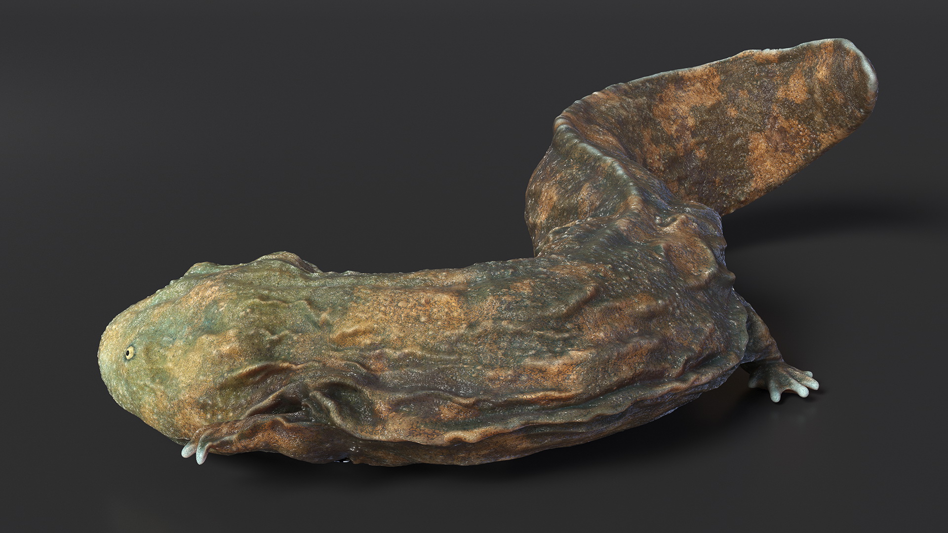 Andrias Davidianus Light Wet Lying 3D model