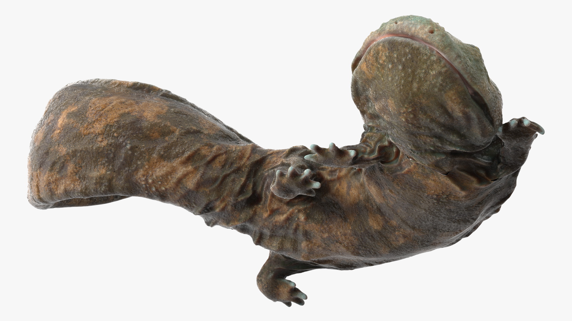 Andrias Davidianus Light Wet Lying 3D model