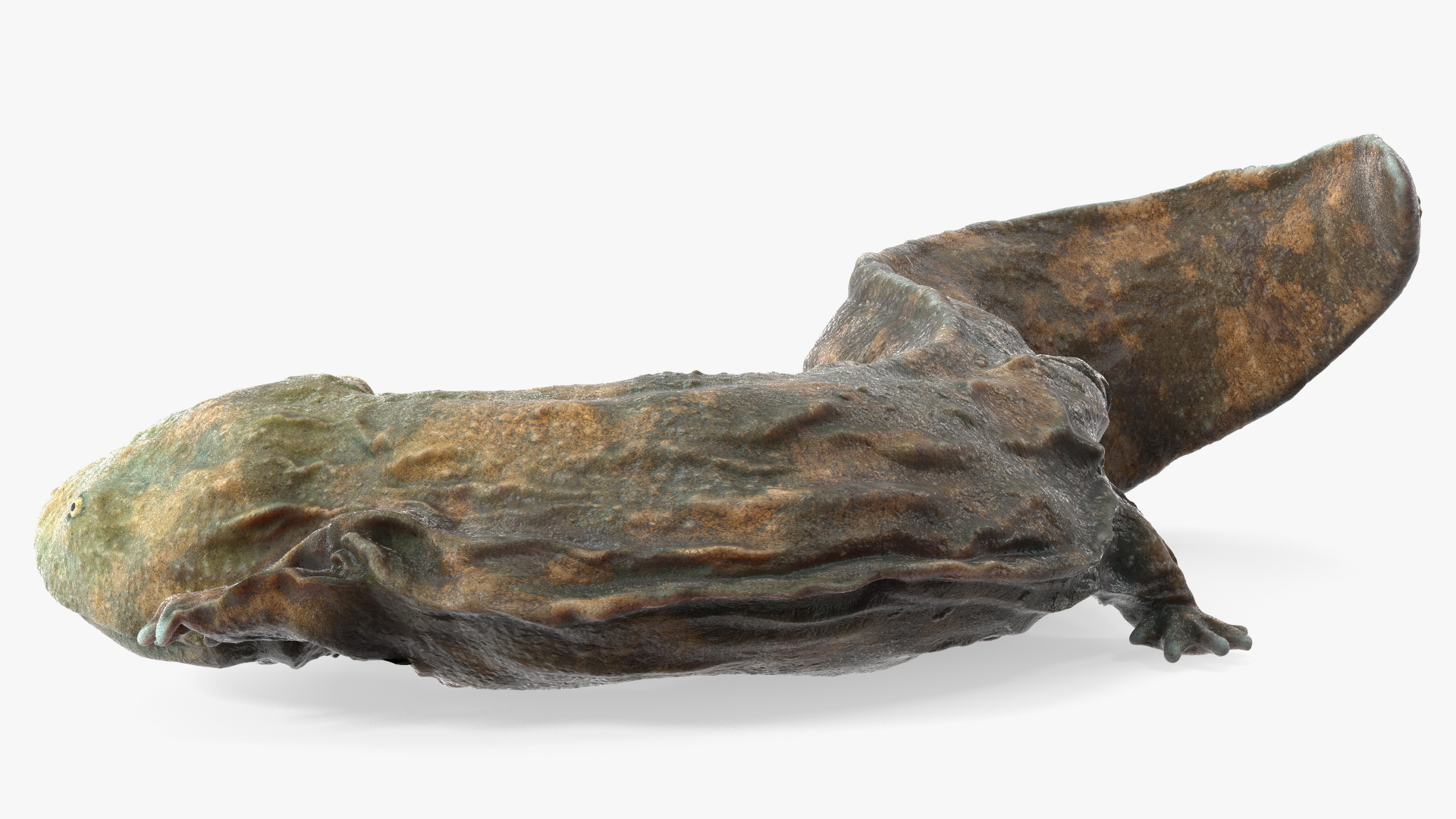 Andrias Davidianus Light Wet Lying 3D model
