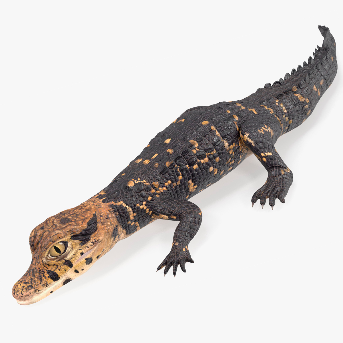 3D Black Caiman Baby Rigged for Cinema 4D model