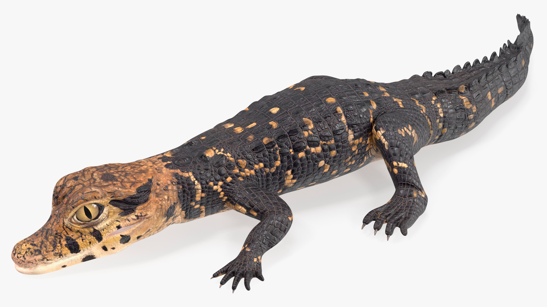 3D Black Caiman Baby Rigged for Cinema 4D model