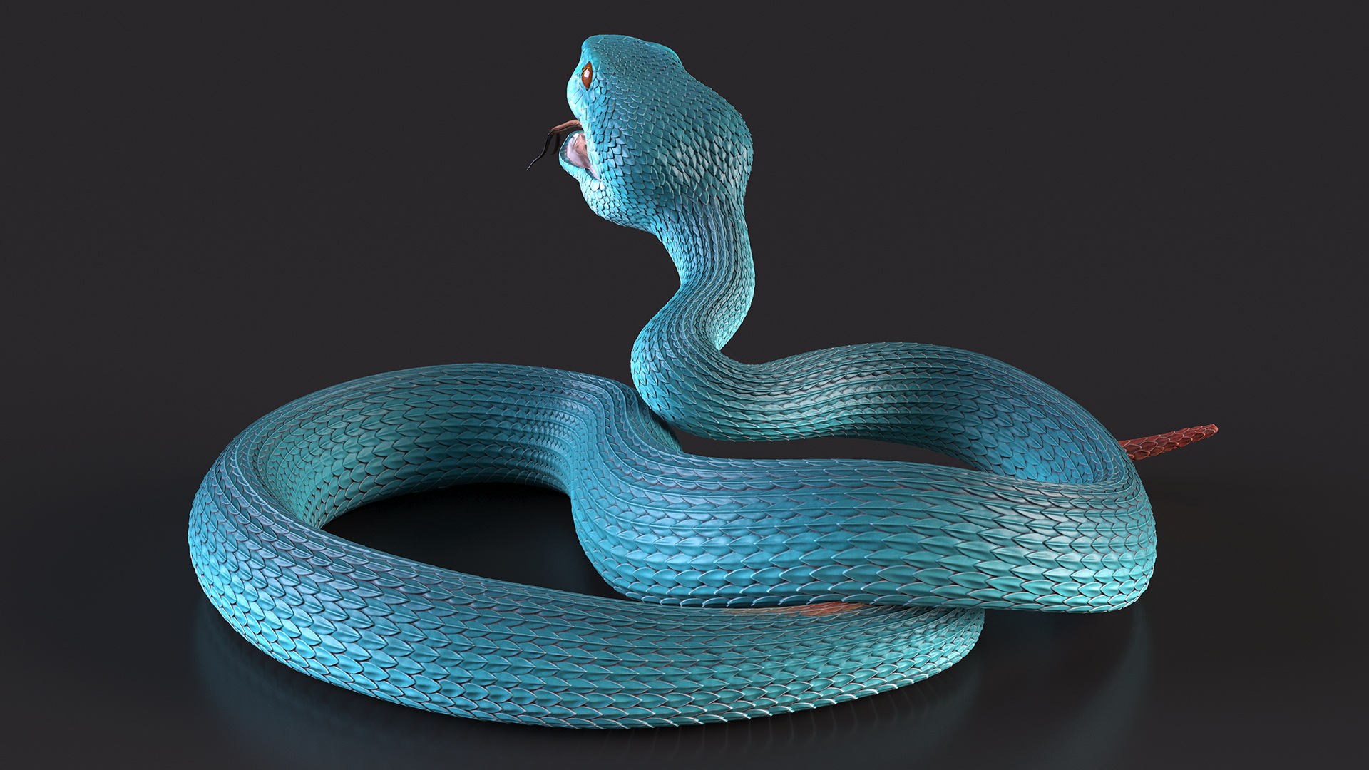 3D Attacking Blue Snake Trimeresurus model