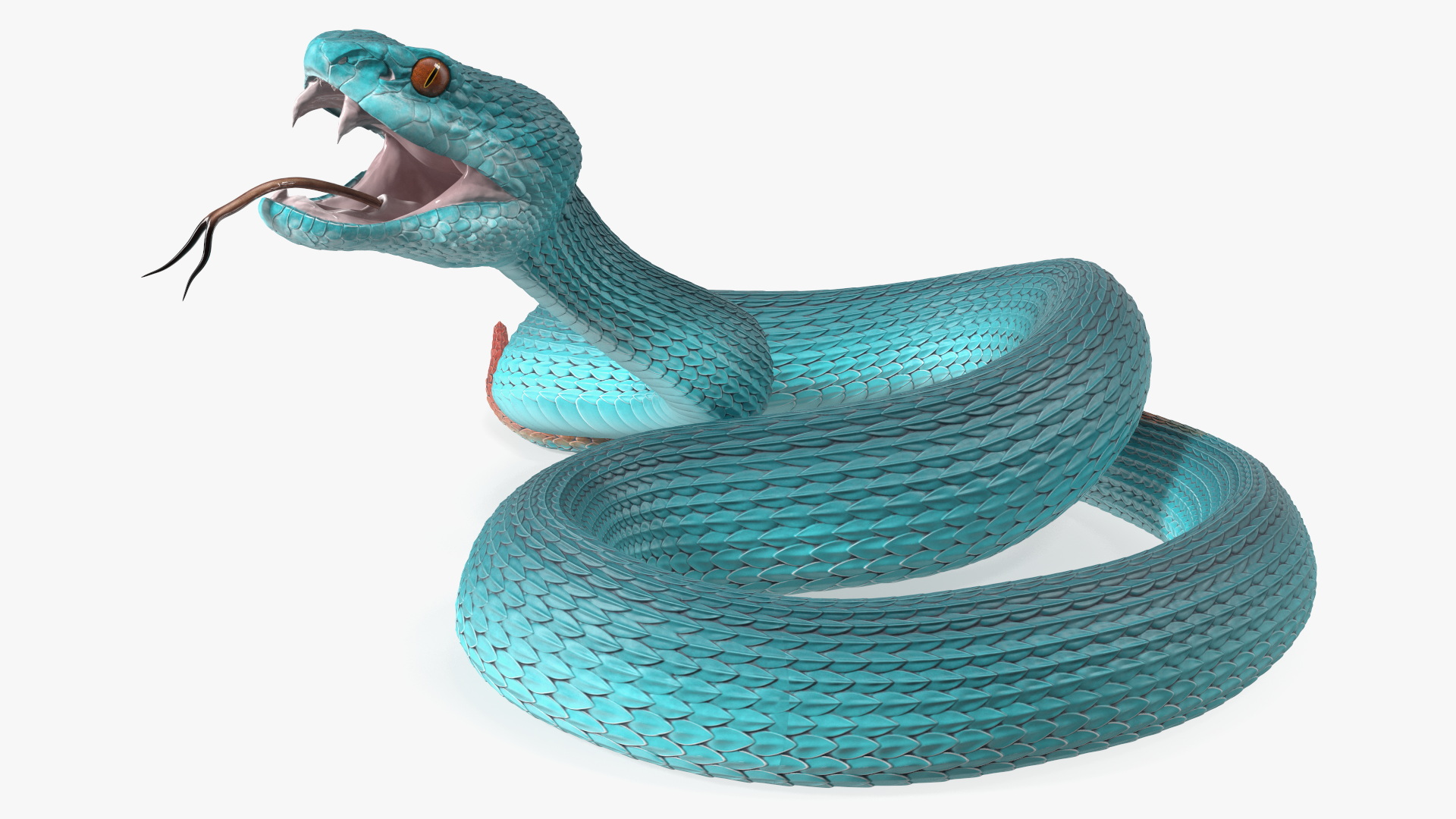 3D Attacking Blue Snake Trimeresurus model
