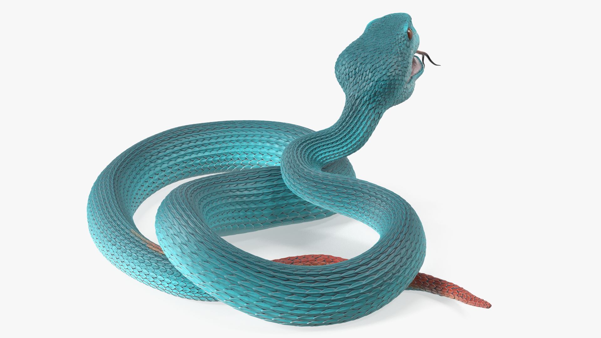 3D Attacking Blue Snake Trimeresurus model