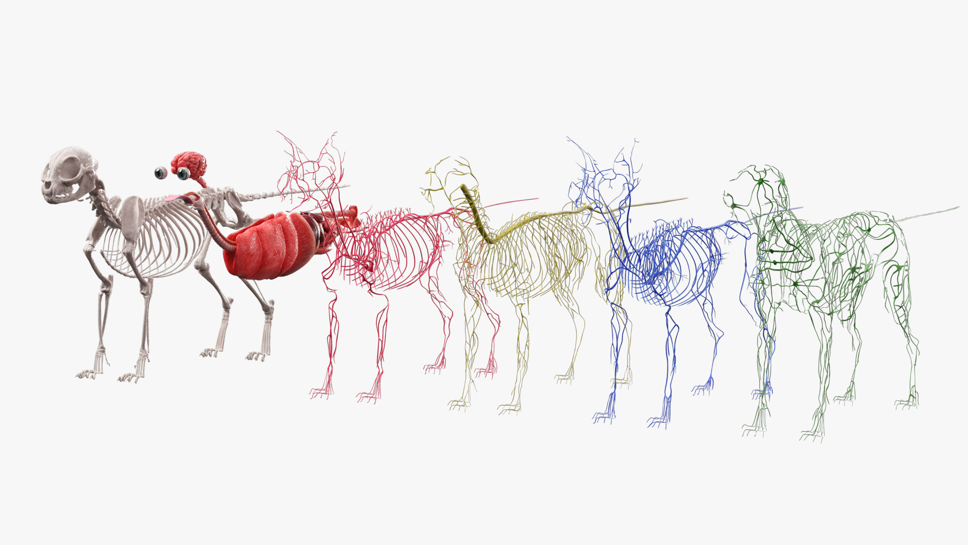 Cat Skeleton Anatomy Internal Organs Vascular Nervous, view 9