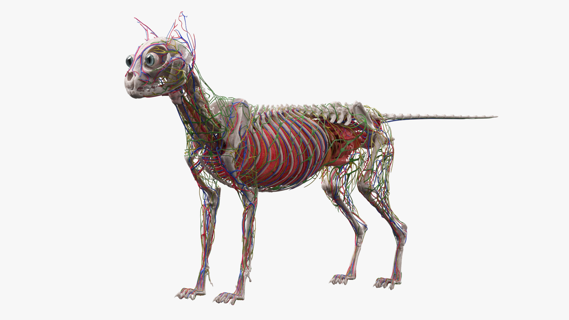 Cat Skeleton Anatomy Internal Organs Vascular Nervous