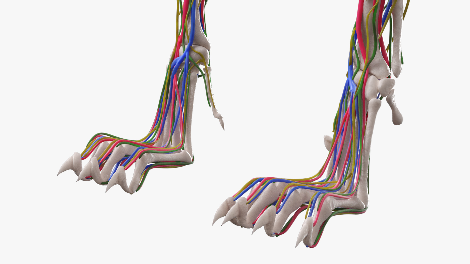 Cat Skeleton Anatomy Internal Organs Vascular Nervous, view 8