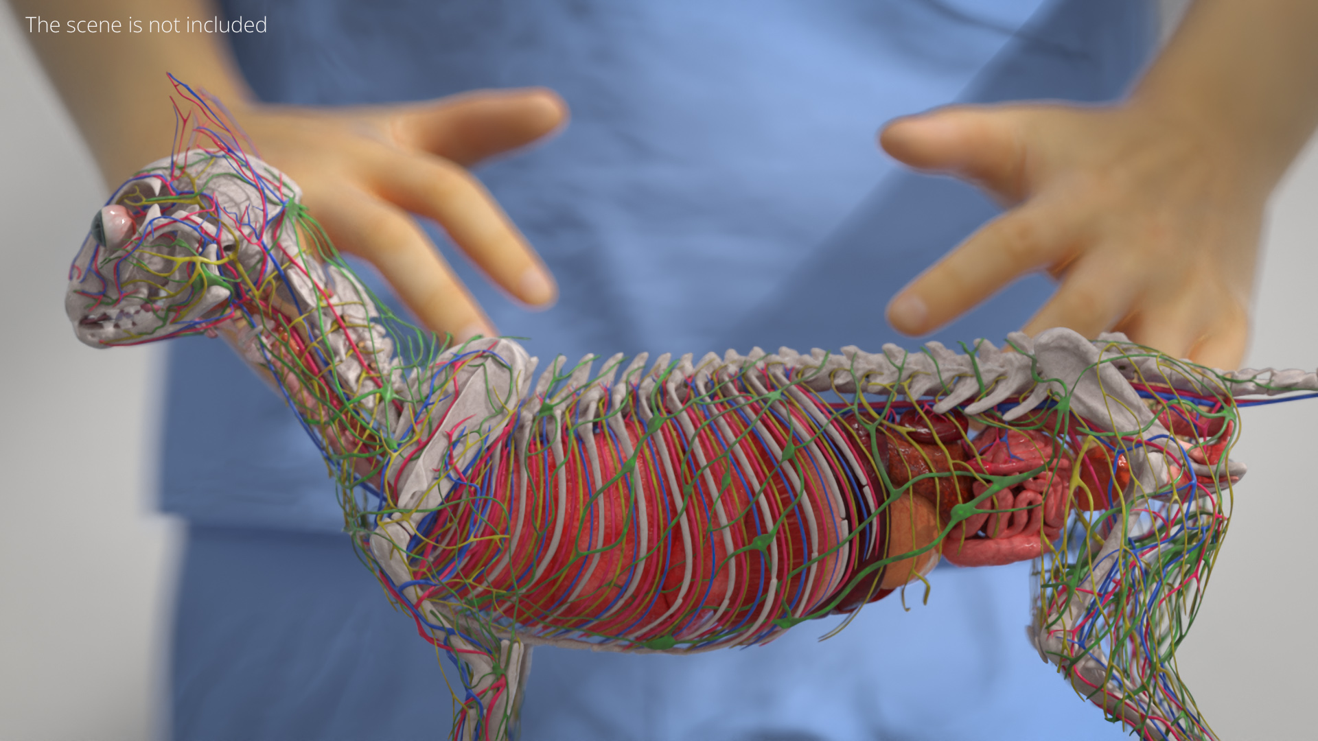 Cat Skeleton Anatomy Internal Organs Vascular Nervous, view 3