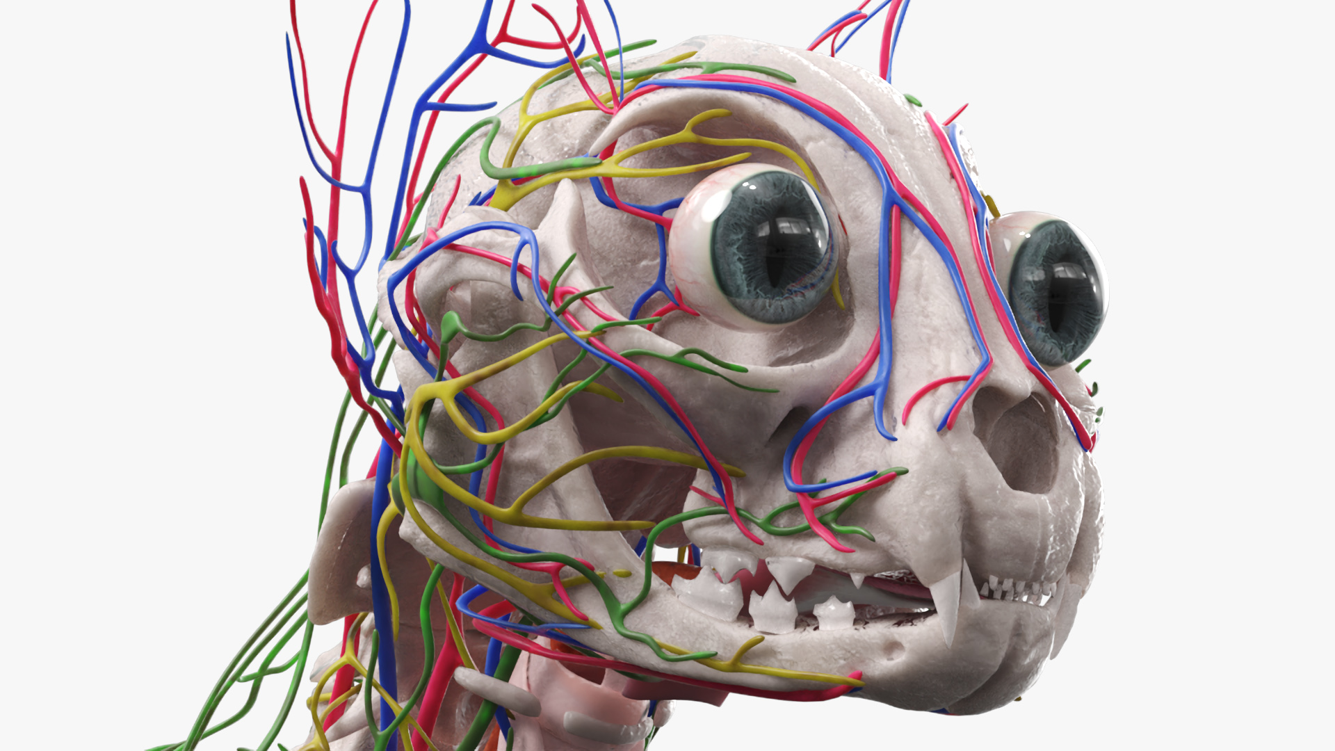 Cat Skeleton Anatomy Internal Organs Vascular Nervous, view 6