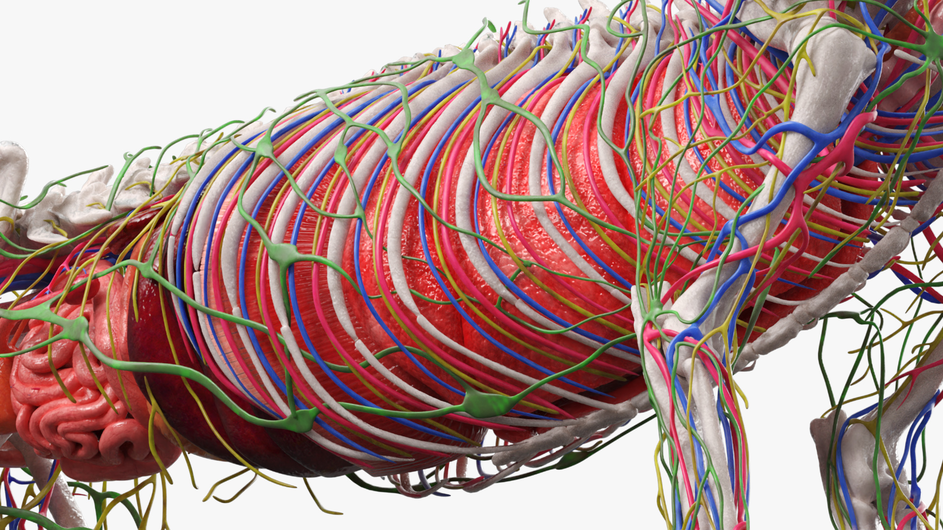 Cat Skeleton Anatomy Internal Organs Vascular Nervous, view 7