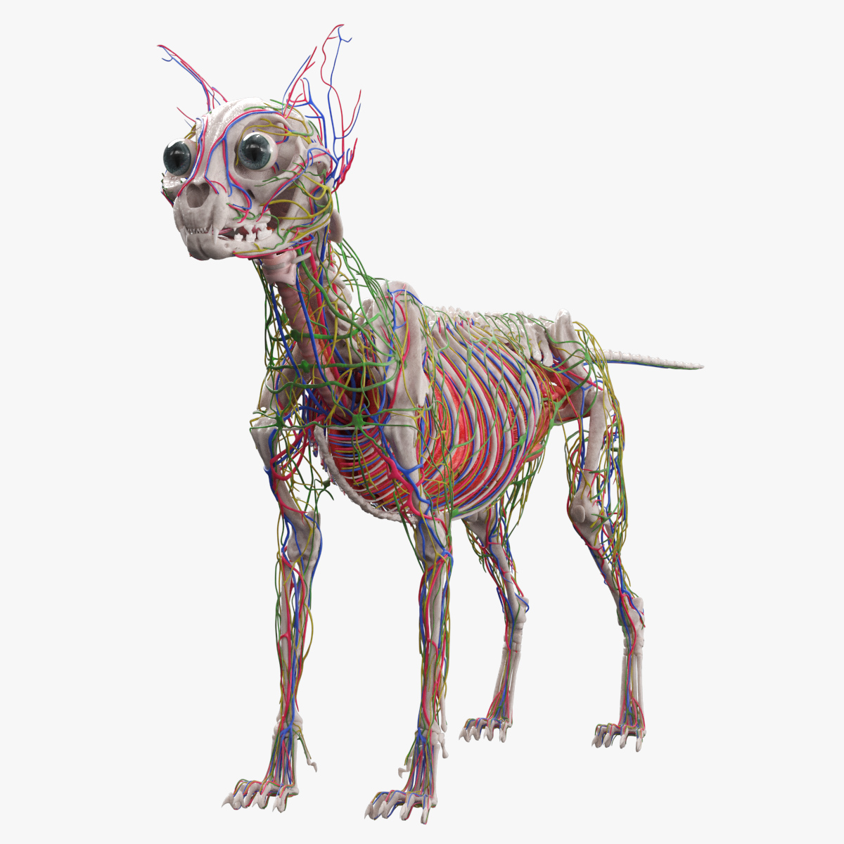 Cat Skeleton Anatomy Internal Organs Vascular Nervous 3D model preview