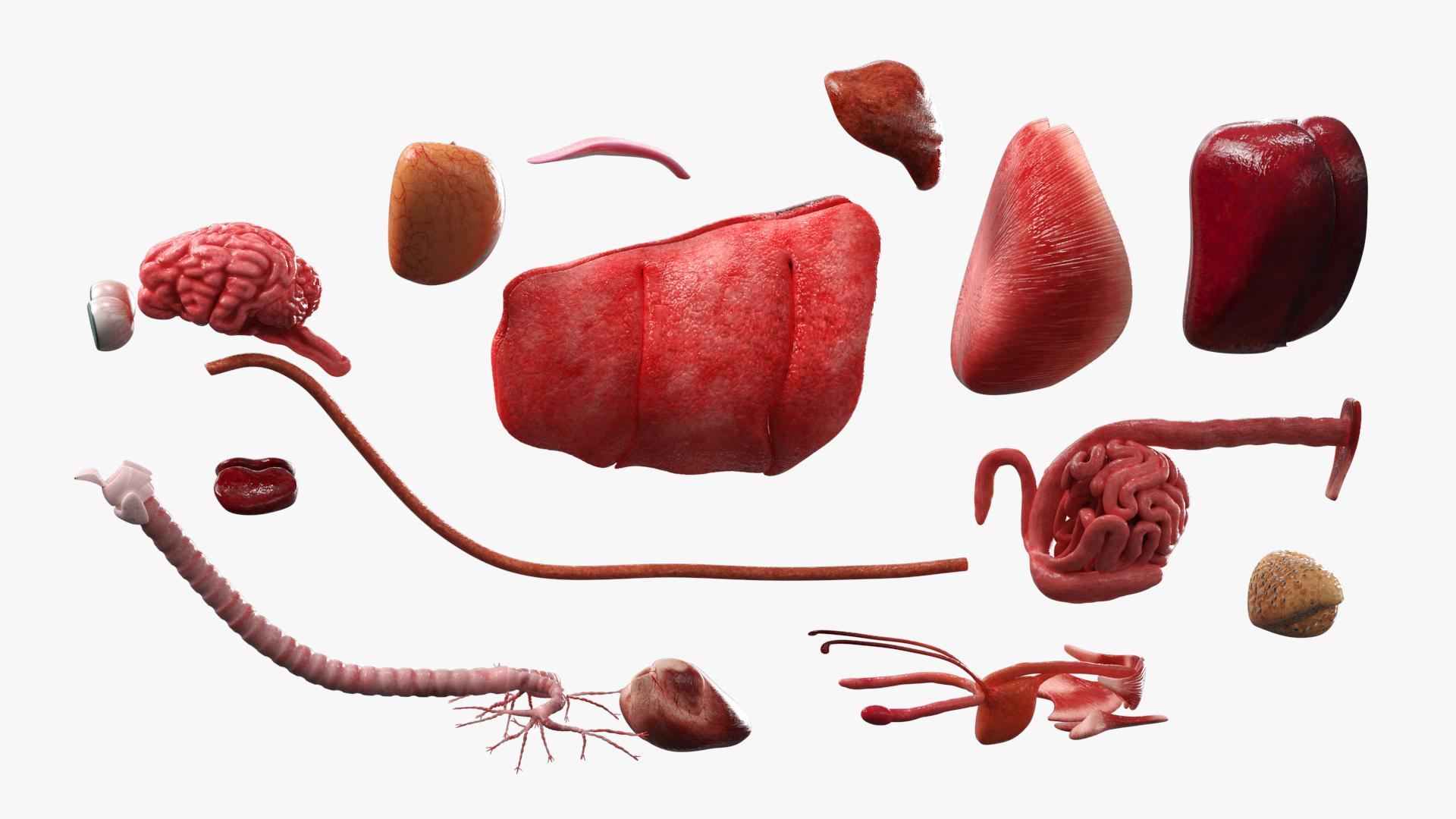 Cat Skeleton Anatomy Internal Organs Vascular Nervous, view 10