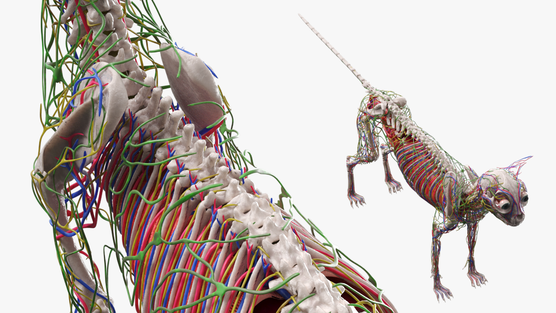 Cat Skeleton Anatomy Internal Organs Vascular Nervous, view 5