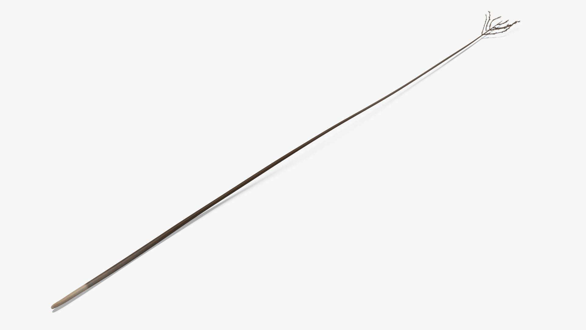 3D Naked Feather model