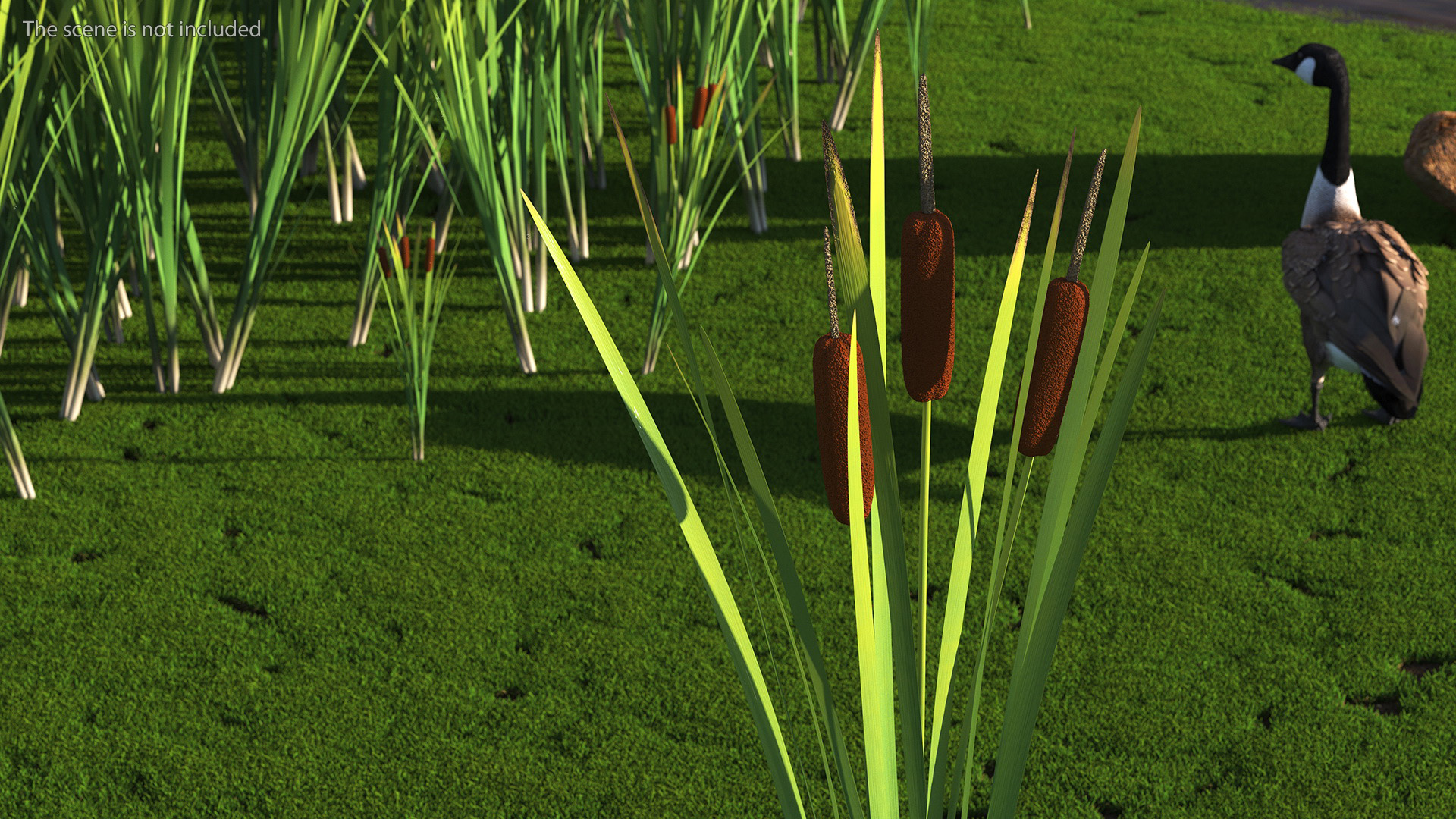 3D Cattail Aquatic Plant