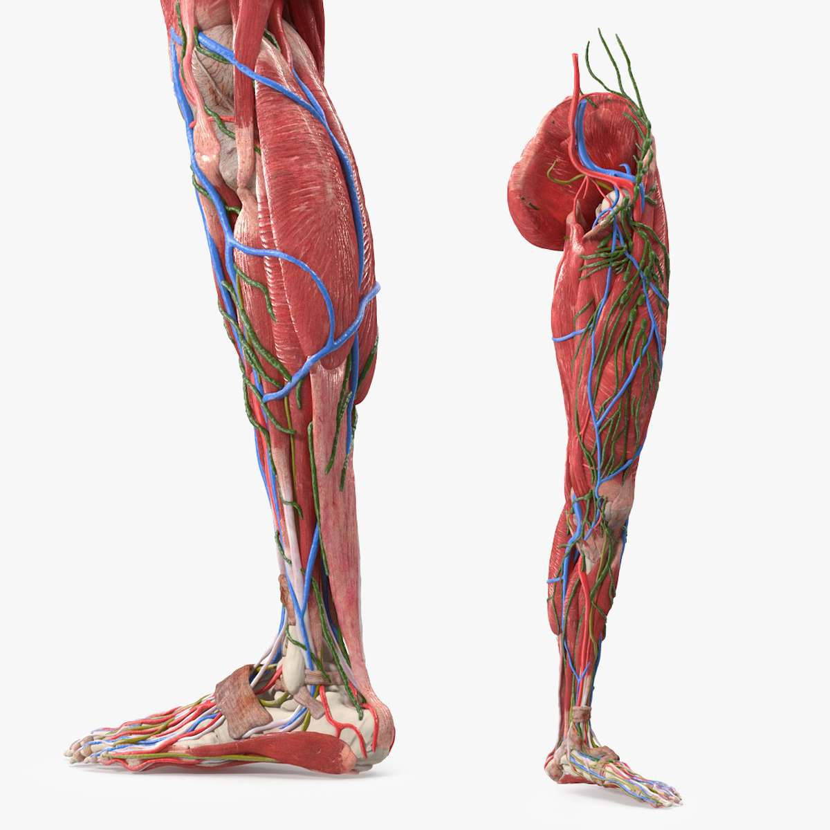 Female Anatomy Left Lower Leg 3D model preview