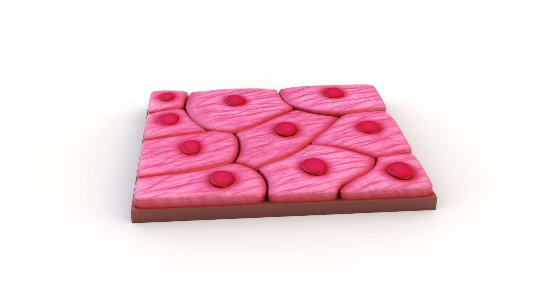 Squamous Epithelium 3D model