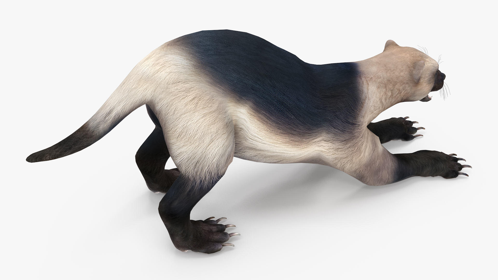 3D model Wolverine Prepares Attack Pose