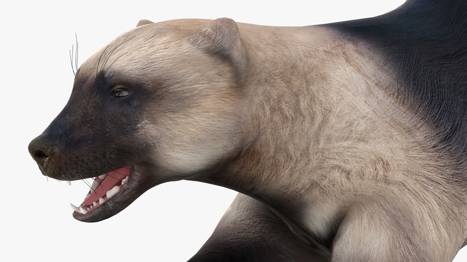 3D model Wolverine Prepares Attack Pose