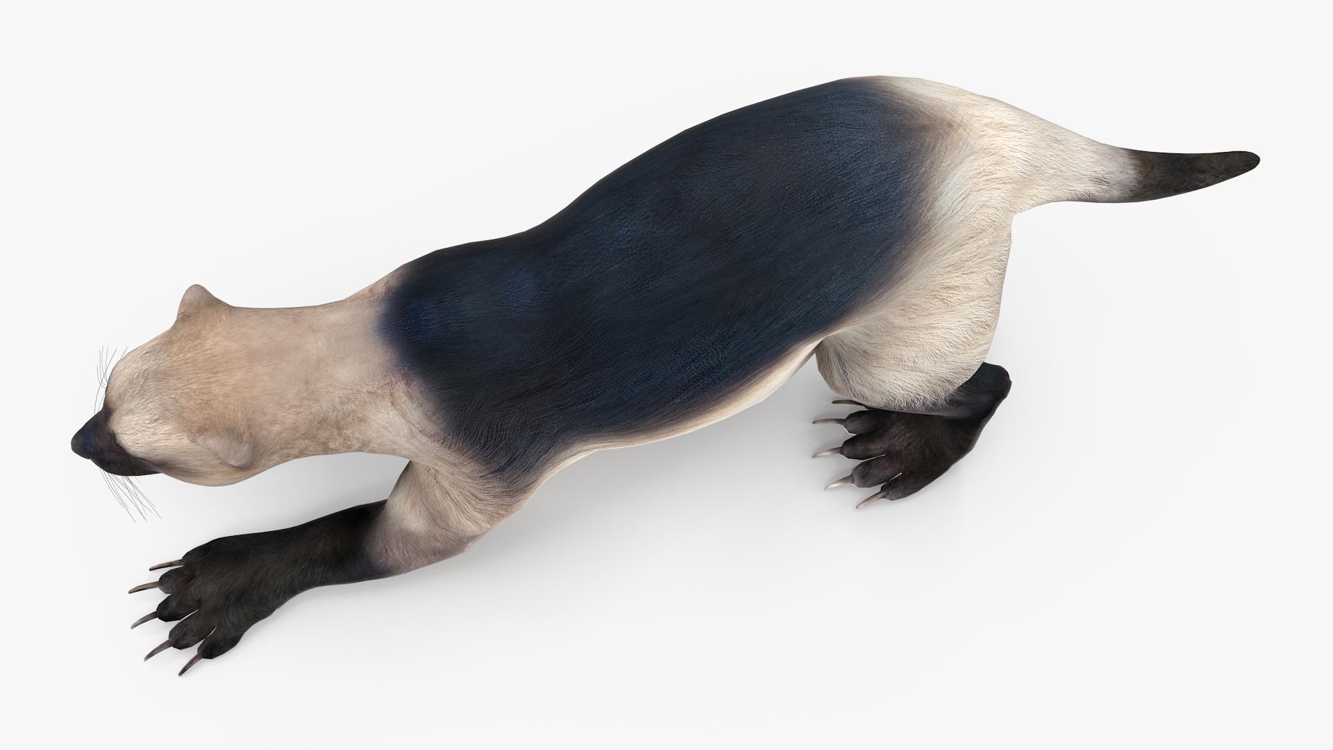 3D model Wolverine Prepares Attack Pose