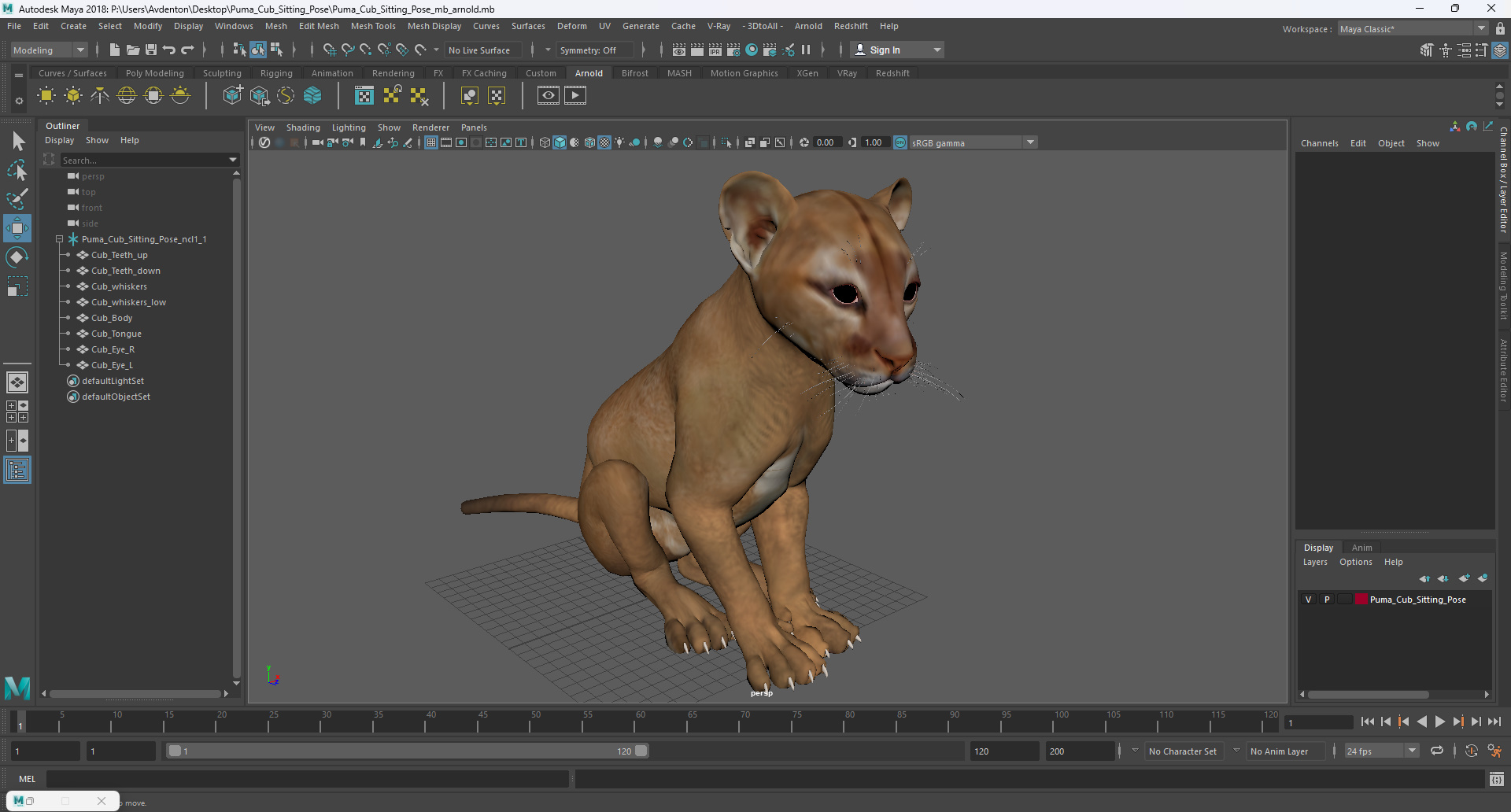 3D Puma Cub Sitting Pose