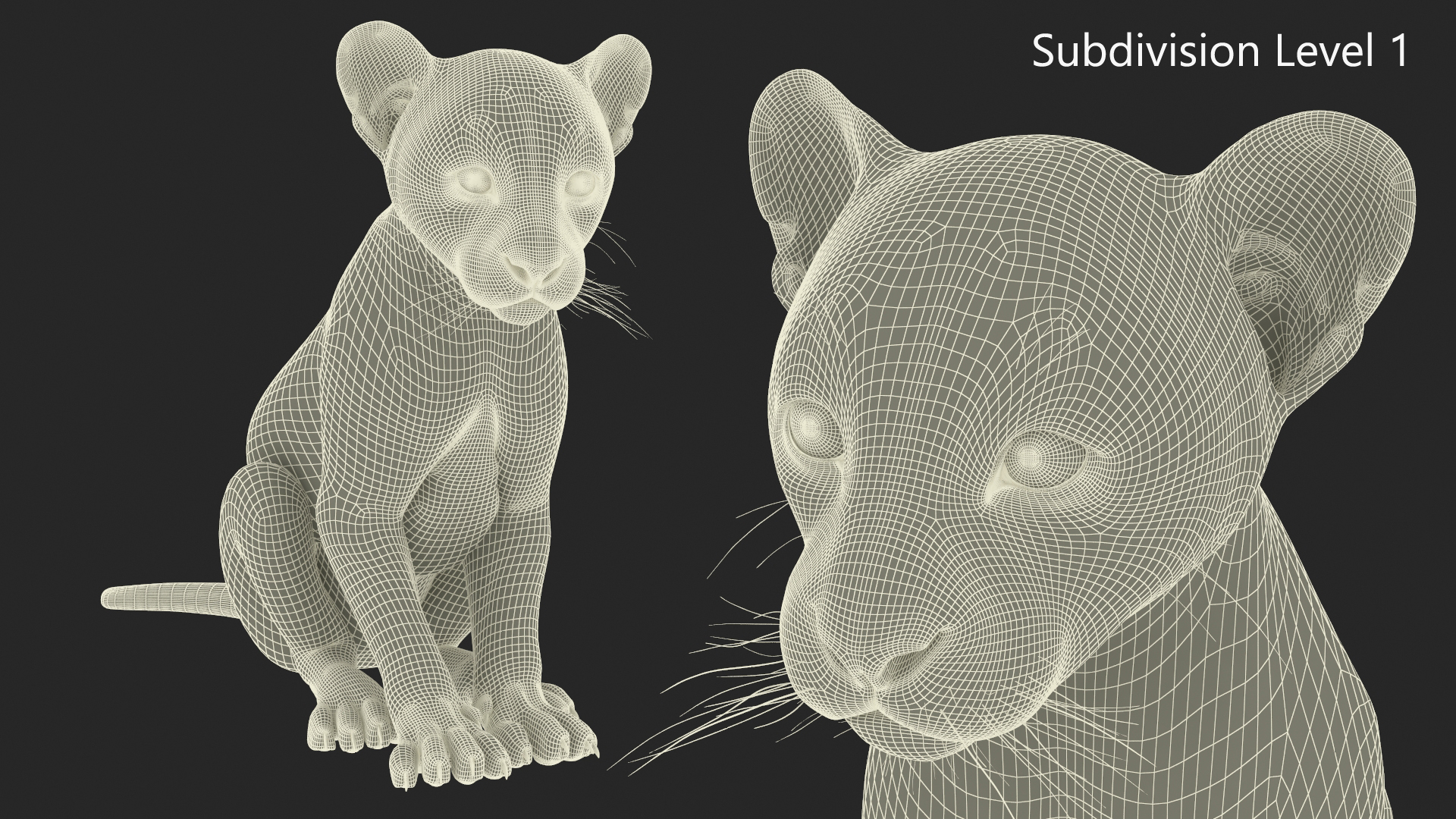 3D Puma Cub Sitting Pose