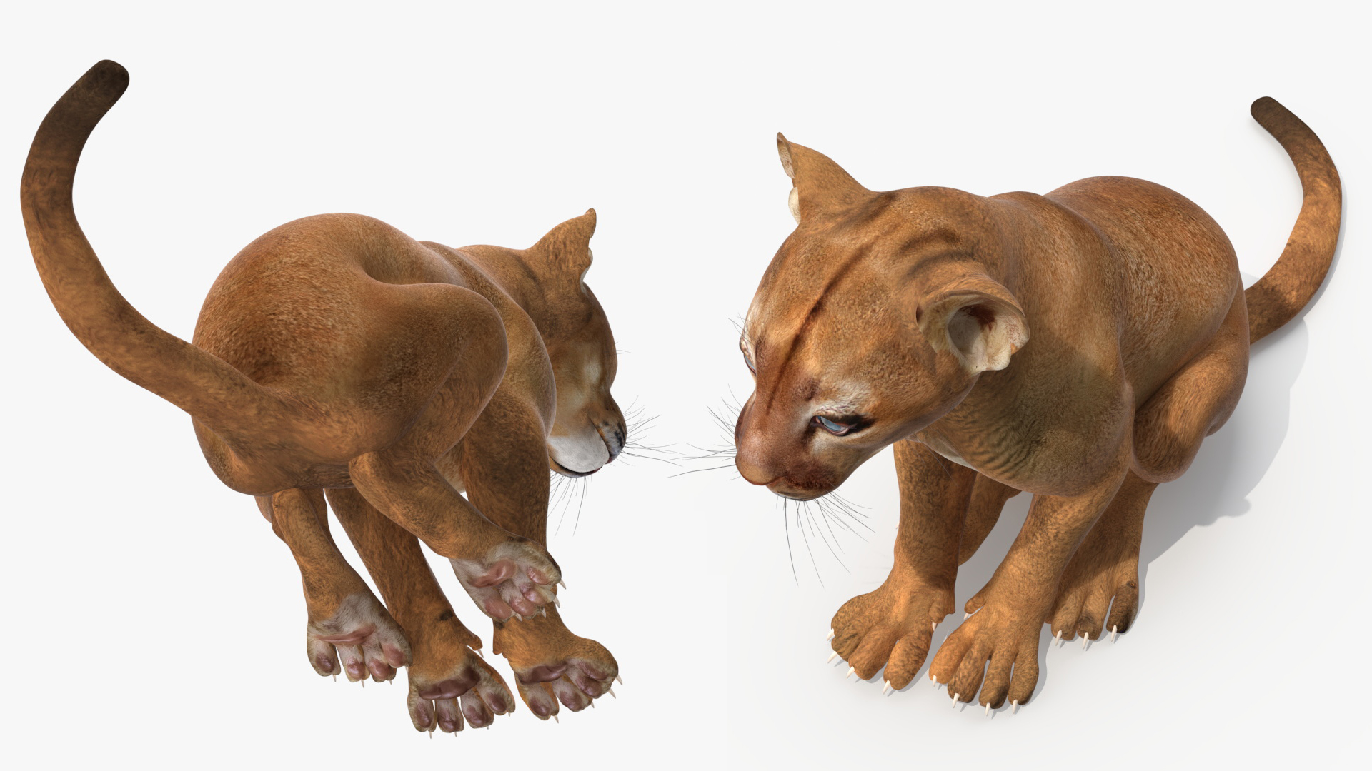 3D Puma Cub Sitting Pose