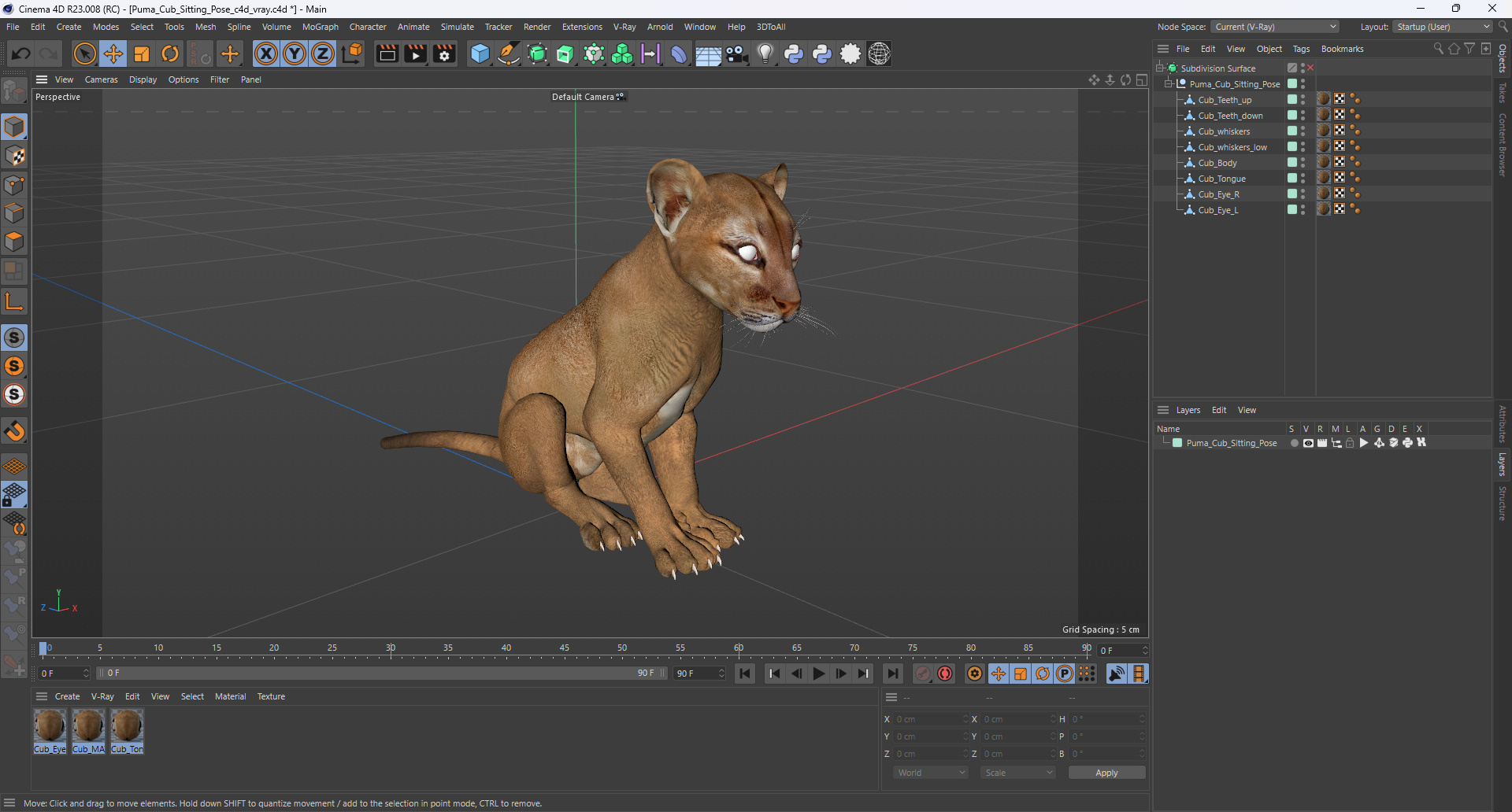 3D Puma Cub Sitting Pose