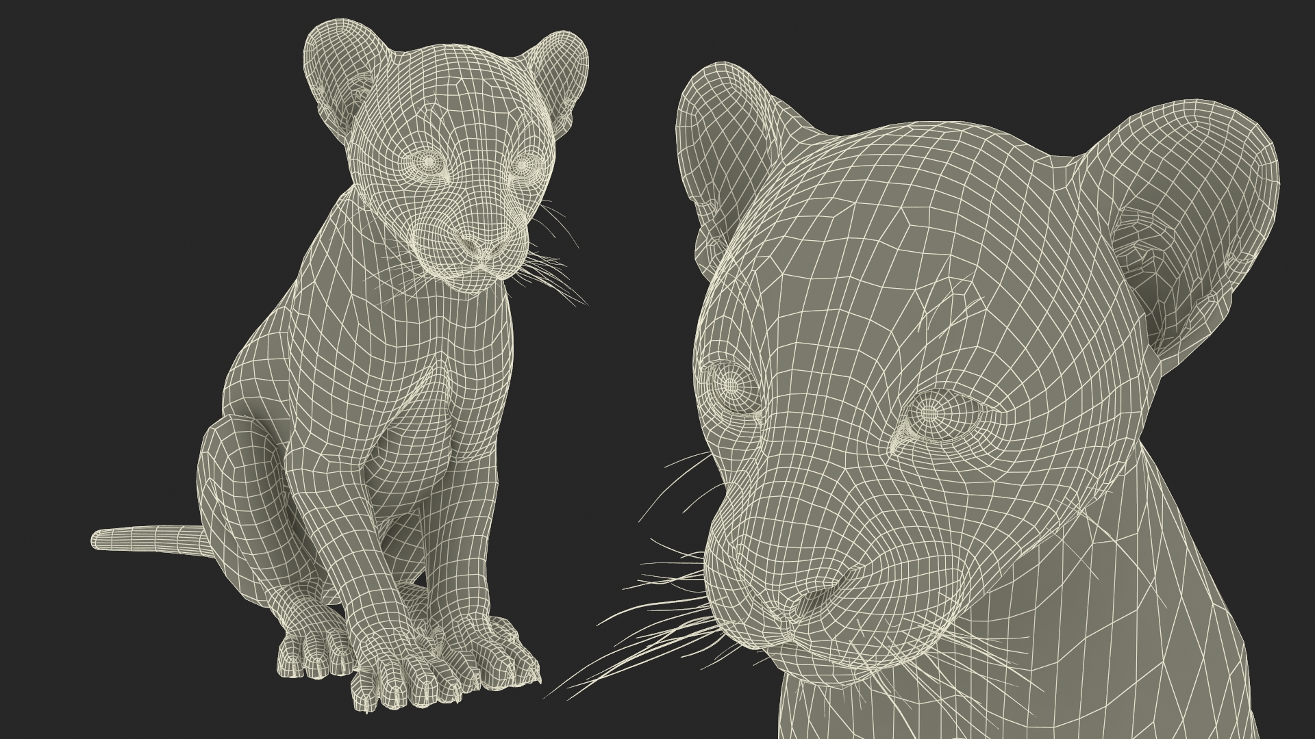 3D Puma Cub Sitting Pose