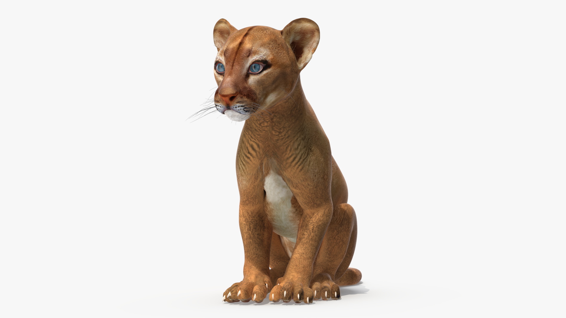 3D Puma Cub Sitting Pose