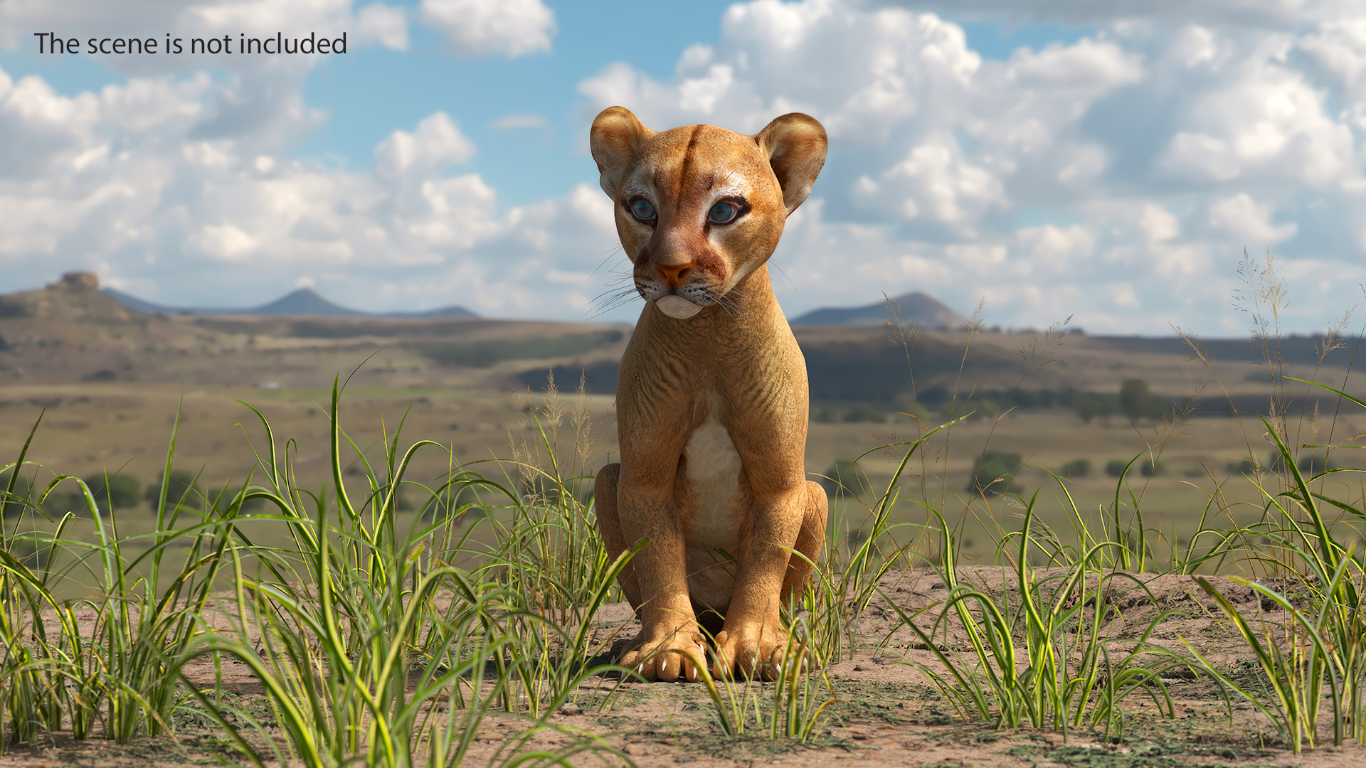 3D Puma Cub Sitting Pose