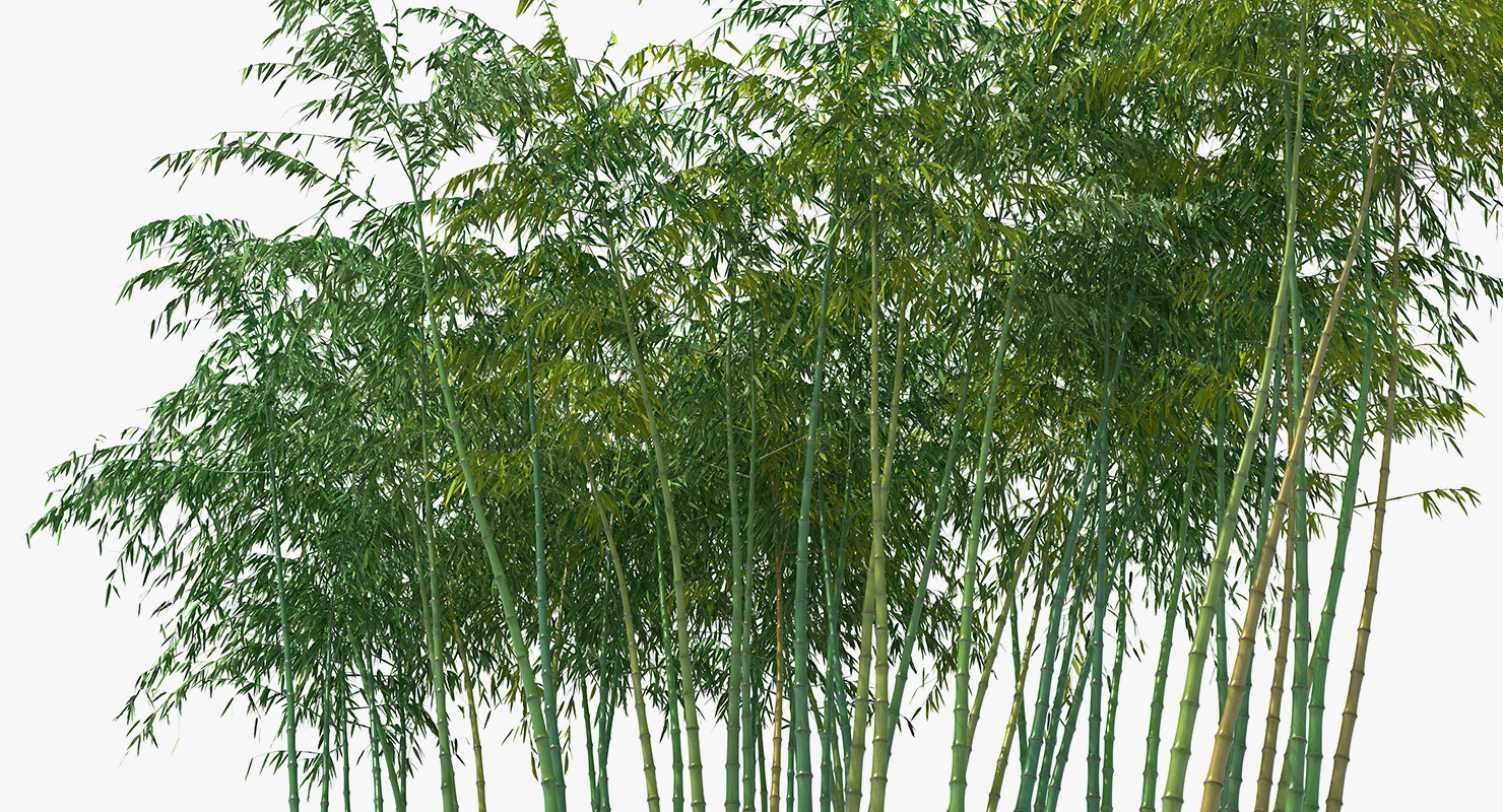 Bamboo Grove 3D