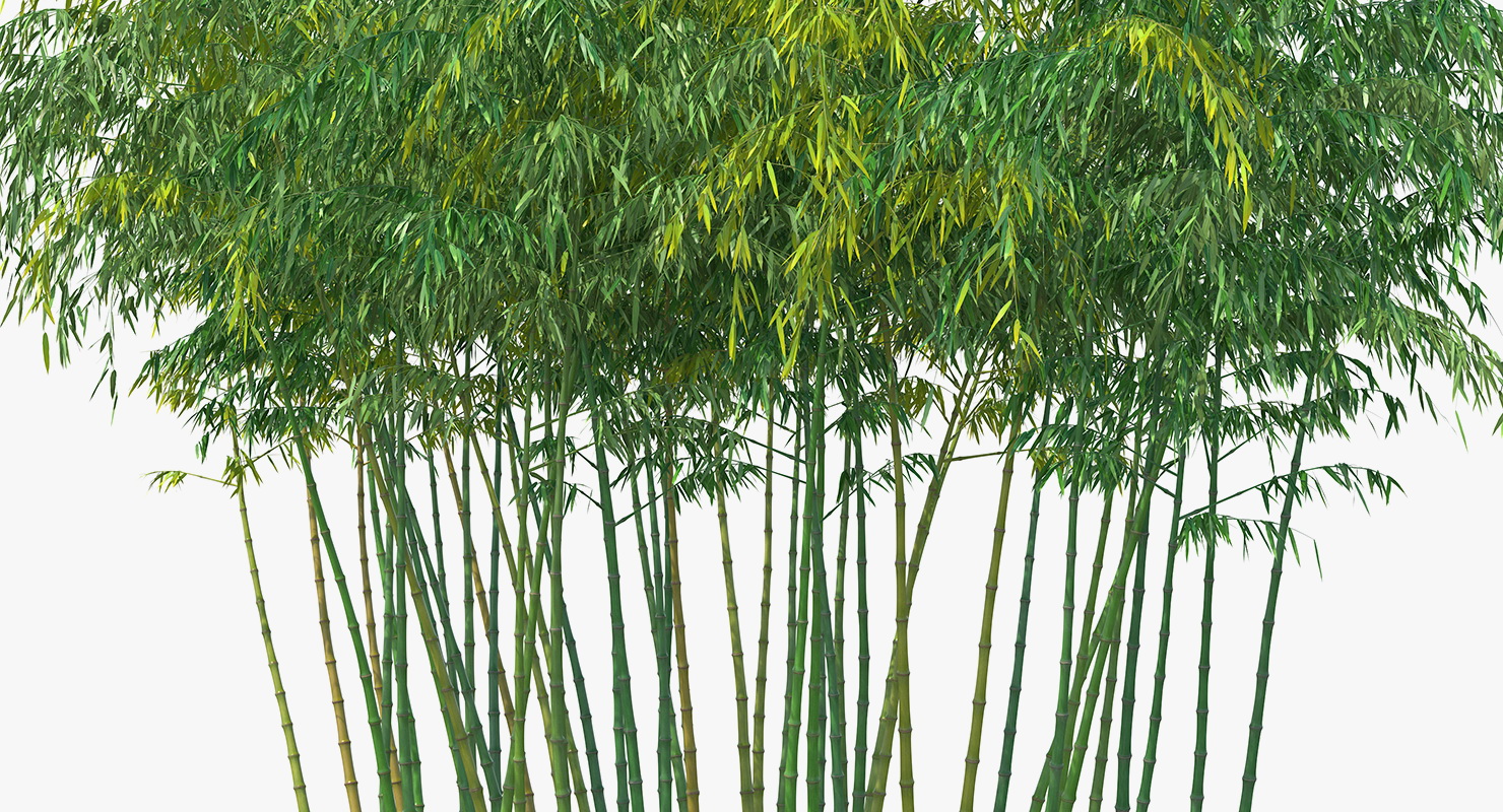Bamboo Grove 3D