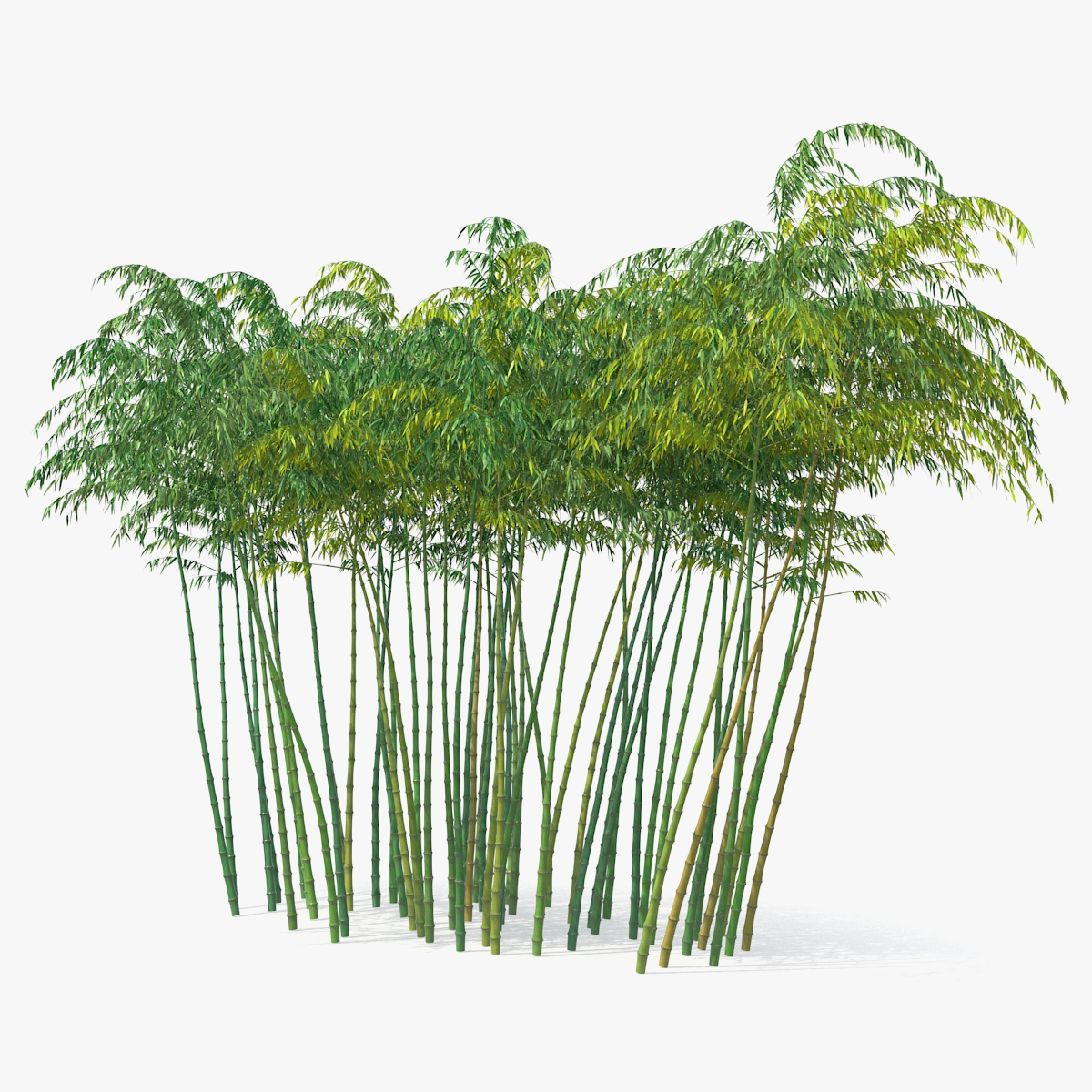 Bamboo Grove